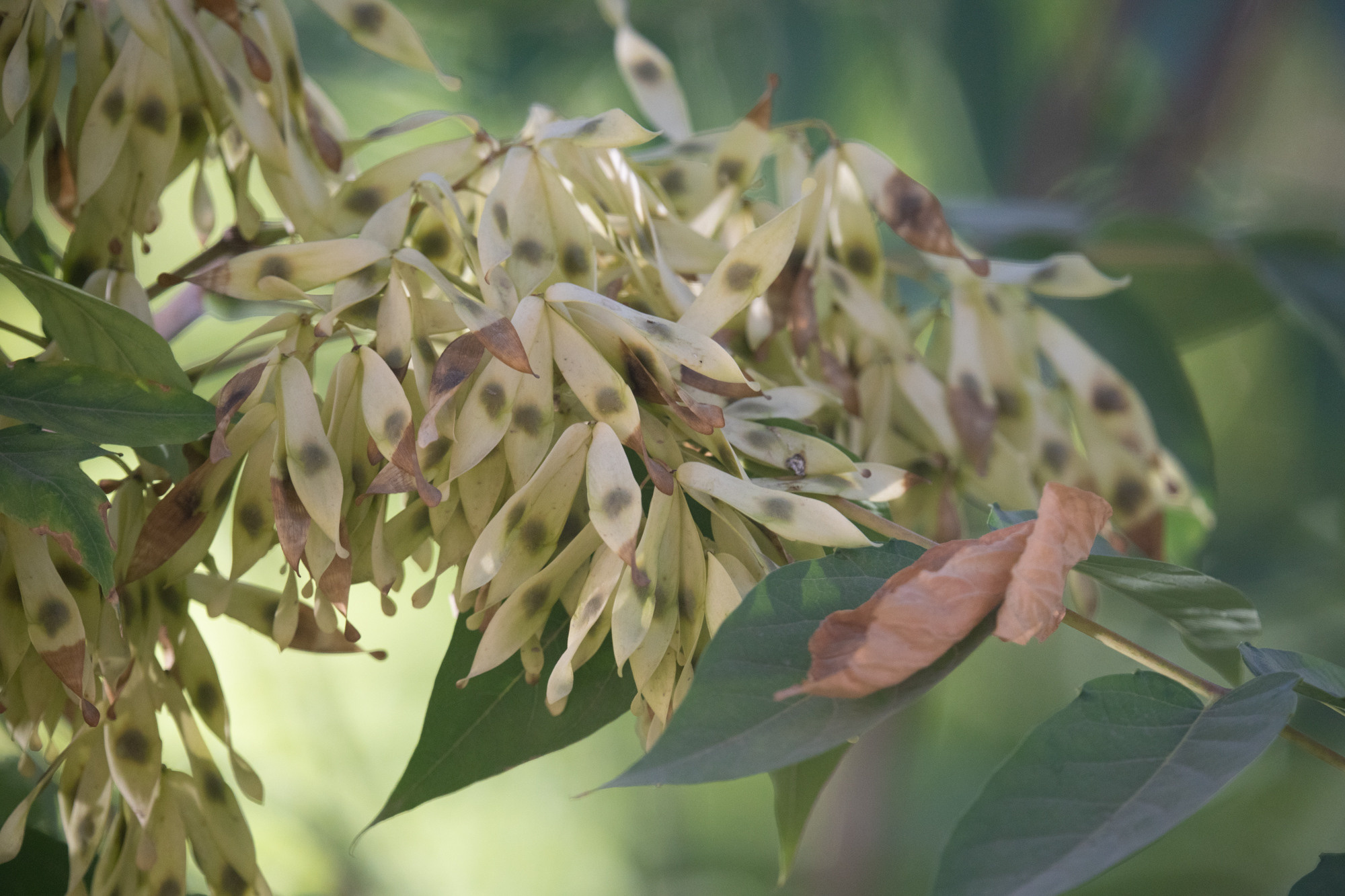 Обзор Sigma 150-600mm DG DN Sport. Фотограф Григорий Кравец