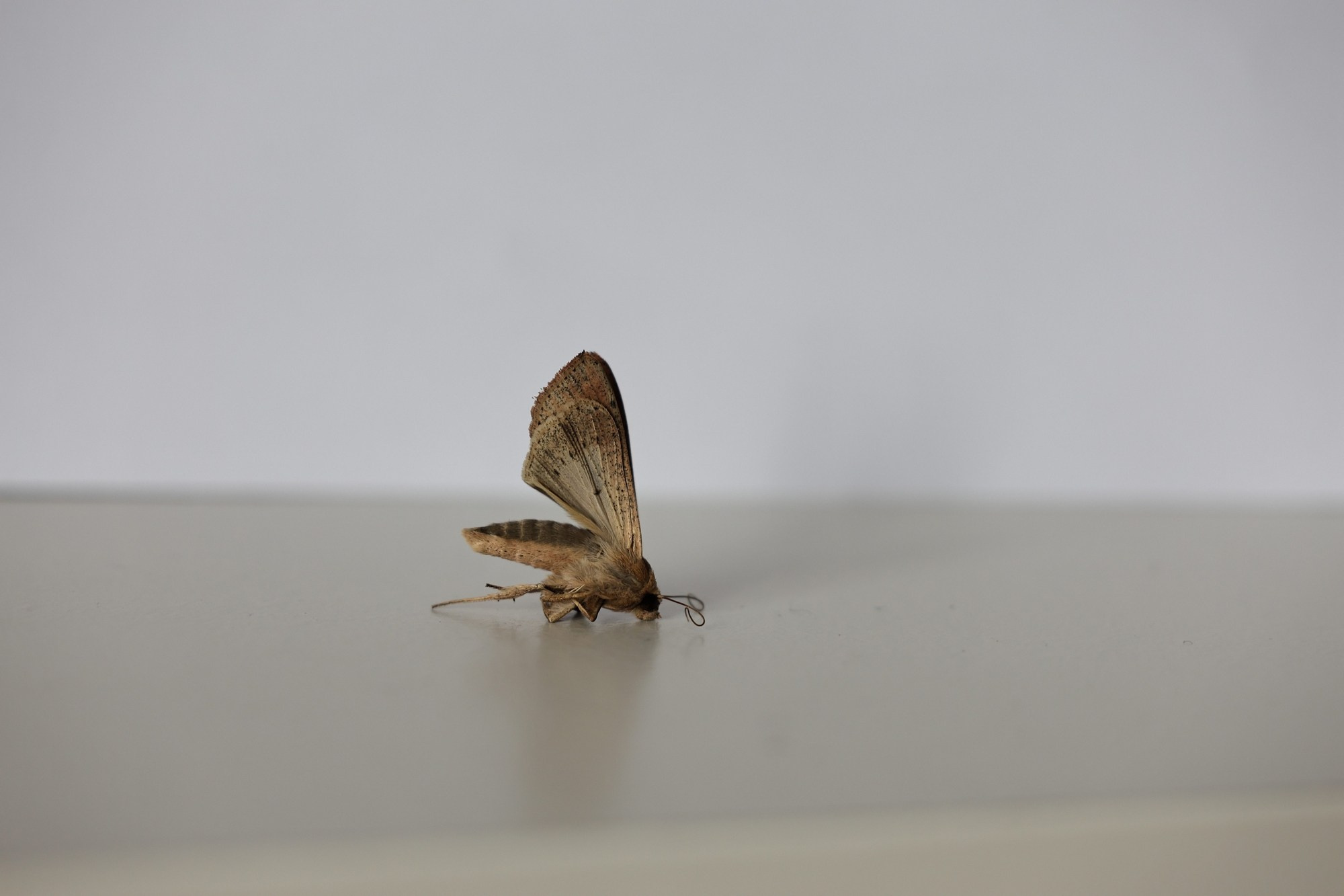 Они продолжают гулять внутри моего сердца