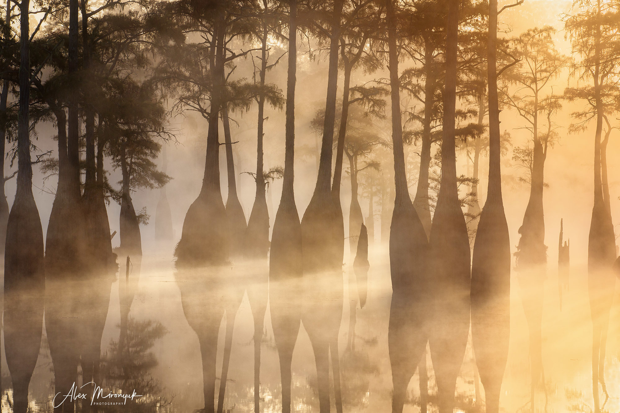 Cypress Swamps Adventure. Alex Mironyuk Photography