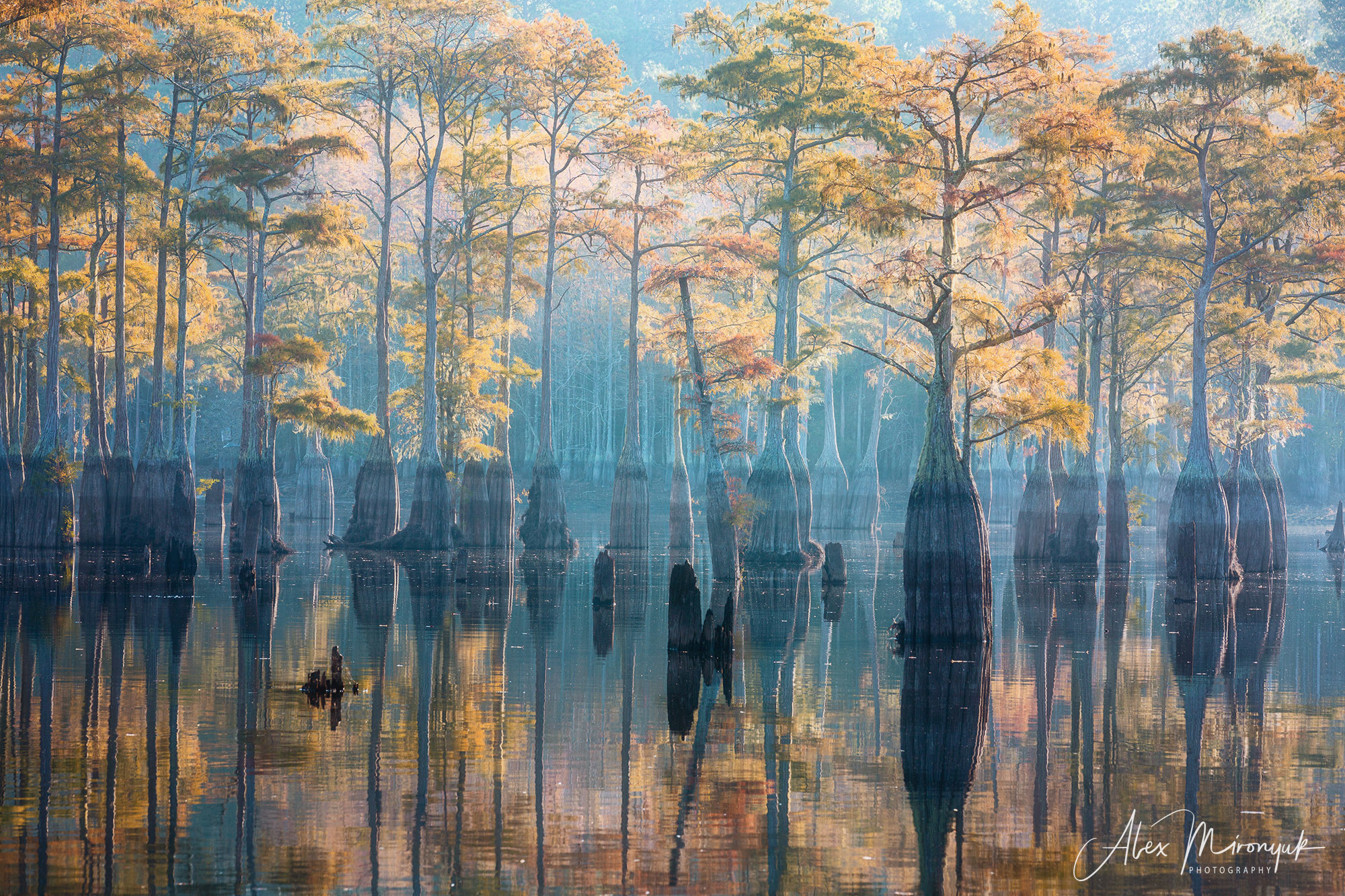 Cypress Swamps Adventure. Alex Mironyuk Photography
