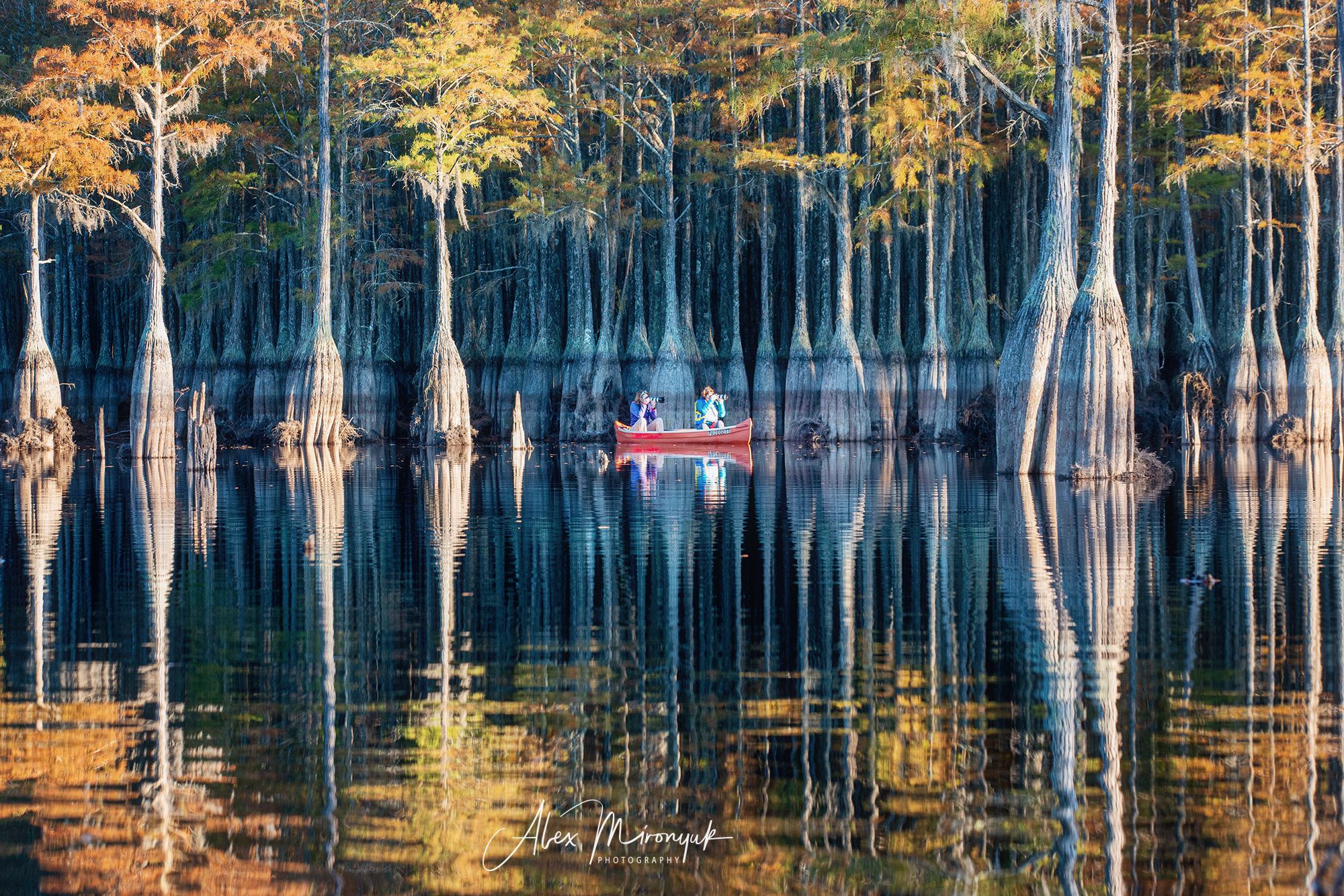 Cypress Swamps Adventure. Alex Mironyuk Photography