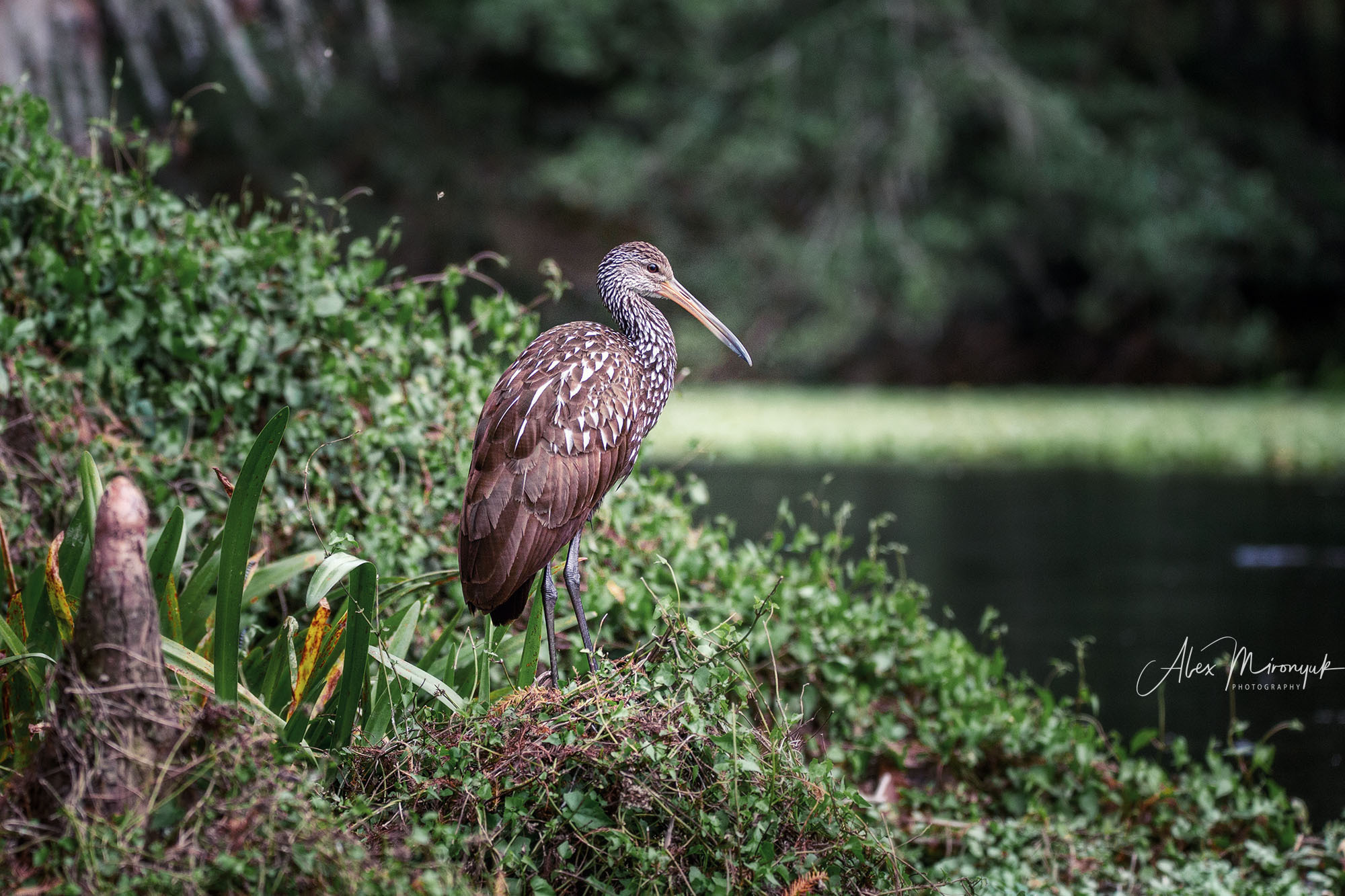 Cypresses, Springs and Birds. Pet, Senior, Landscape, portrait studio, photographer in Miami and Sou