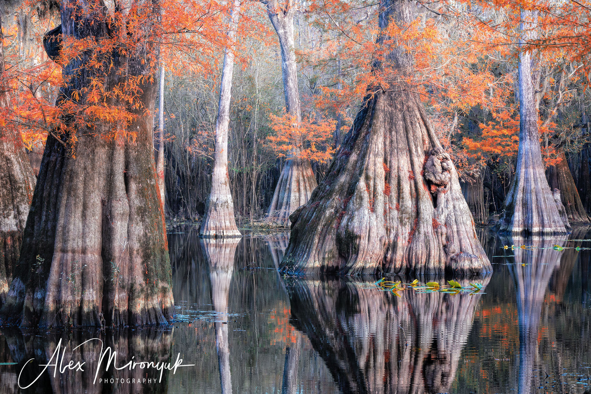 Cypresses, Springs and Birds. Pet, Senior, Landscape, portrait studio, photographer in Miami and Sou