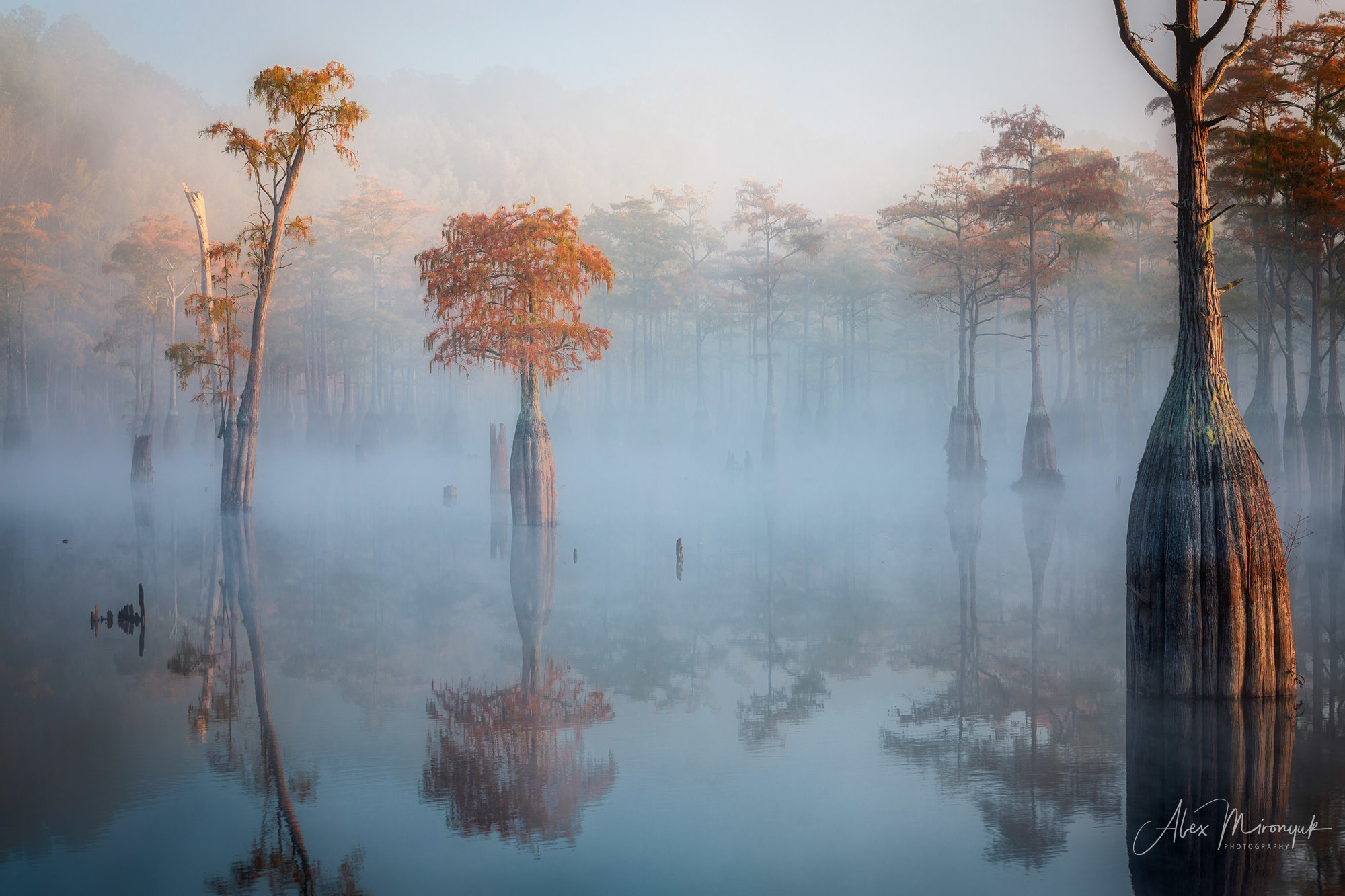 Осенняя Магия Кипарисовых Болот. Alex Mironyuk Photography