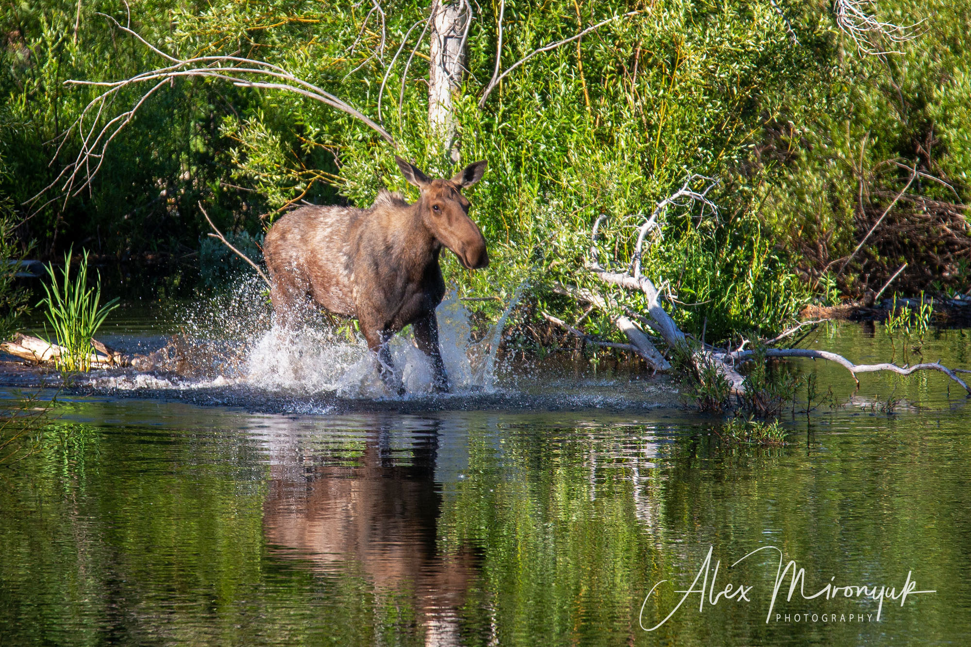 Yellowstone & Grand Teton. Alex Mironyuk Photography
