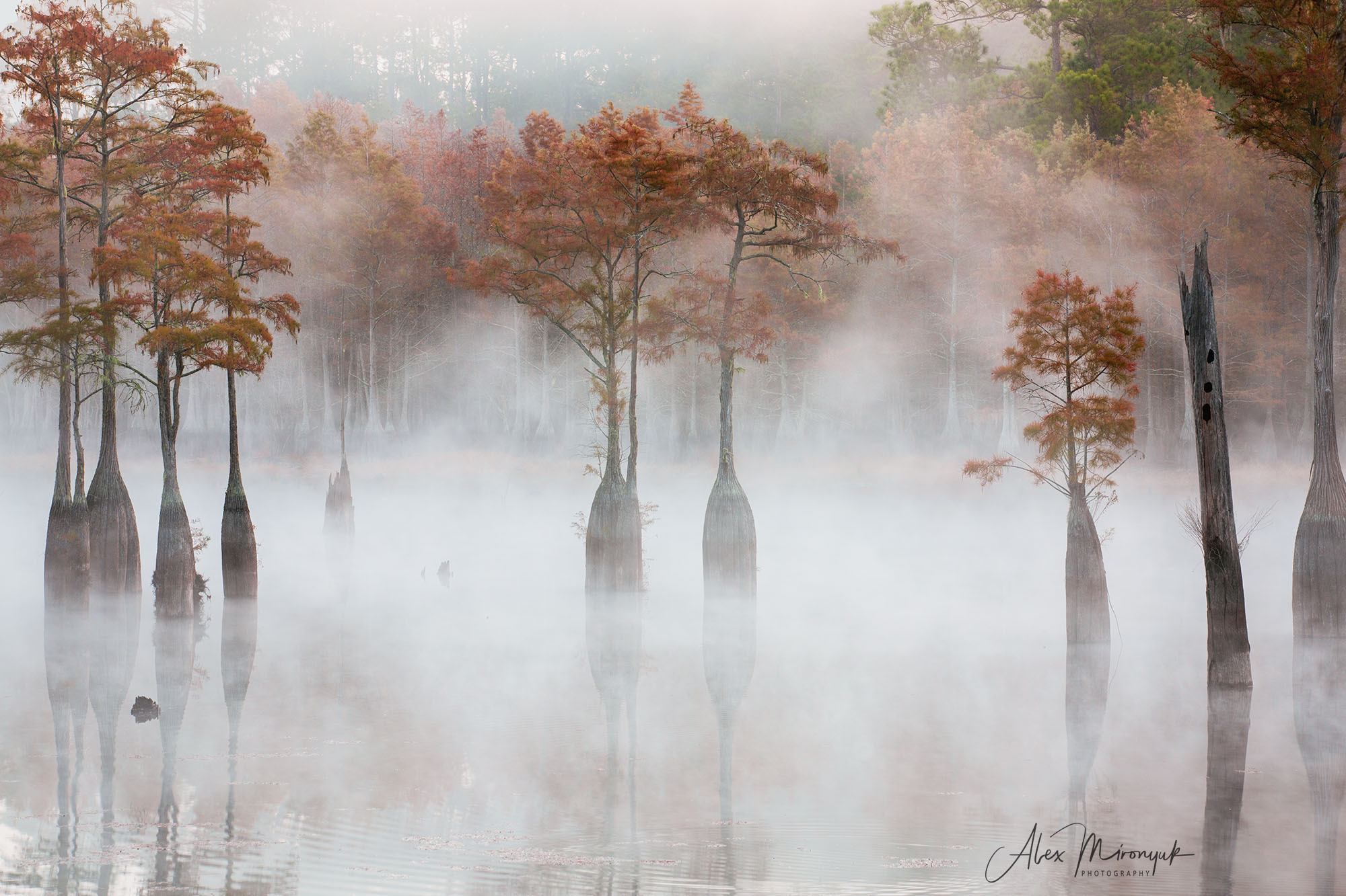 Осенняя Магия Кипарисовых Болот. Alex Mironyuk Photography