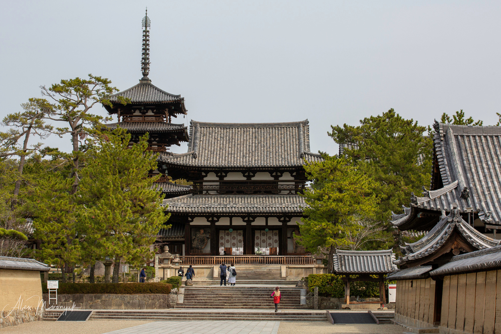 Momiji-gari Season In Japan. Pet, Senior, Landscape, portrait studio, photographer in Miami and Sou