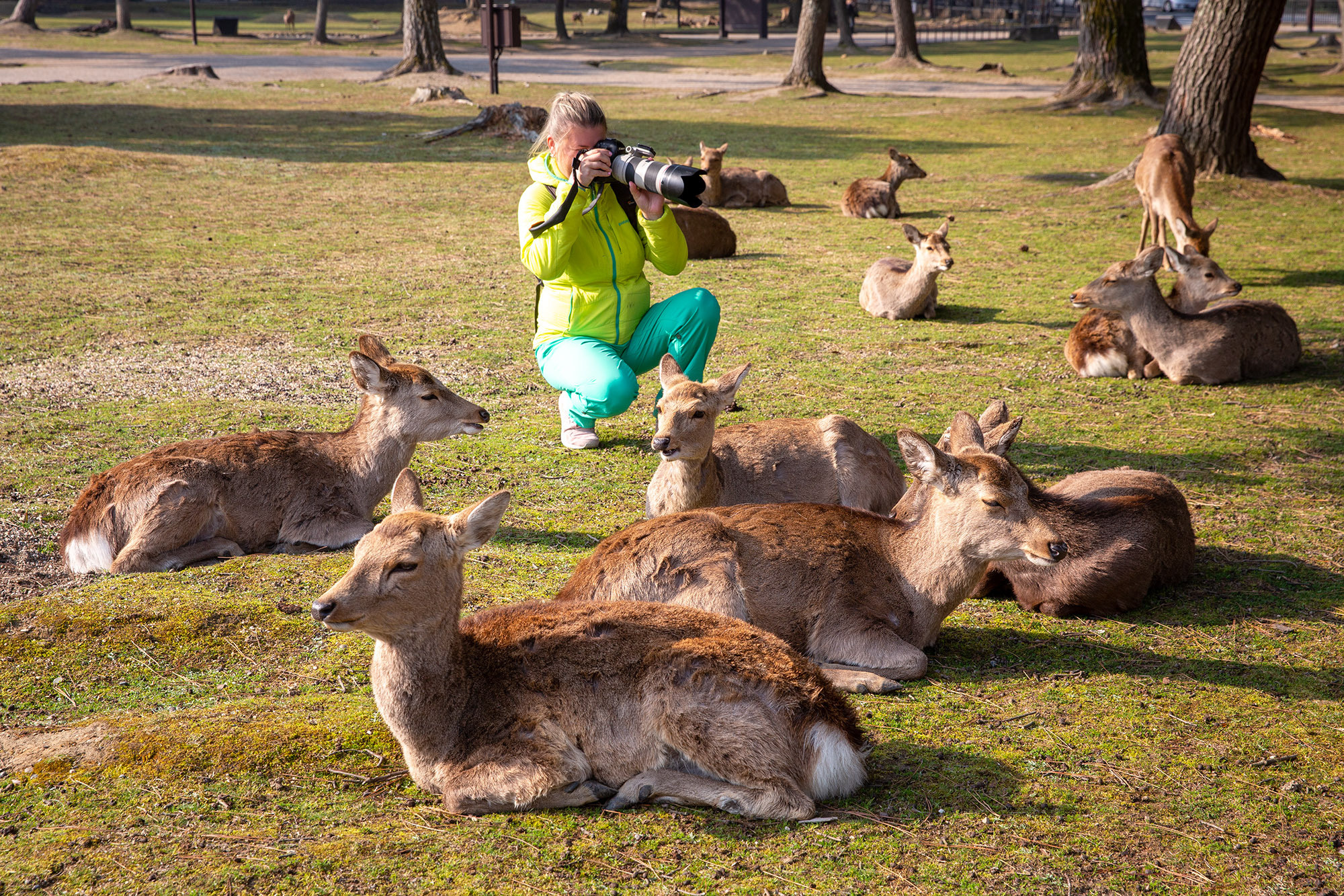 Momiji-gari Season In Japan. Pet, Senior, Landscape, portrait studio, photographer in Miami and Sou