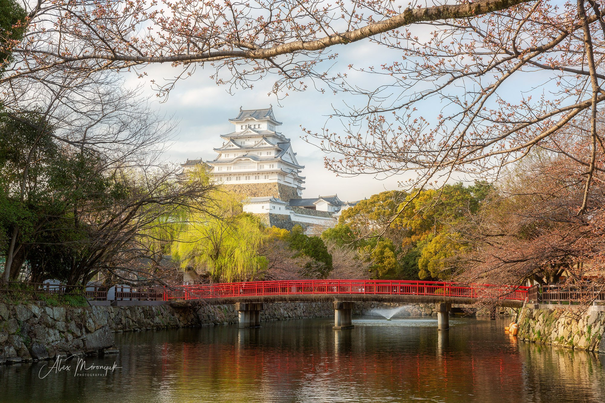 Hanami Season in Japan. Pet, Senior, Landscape, portrait studio, photographer in Miami and Sou
