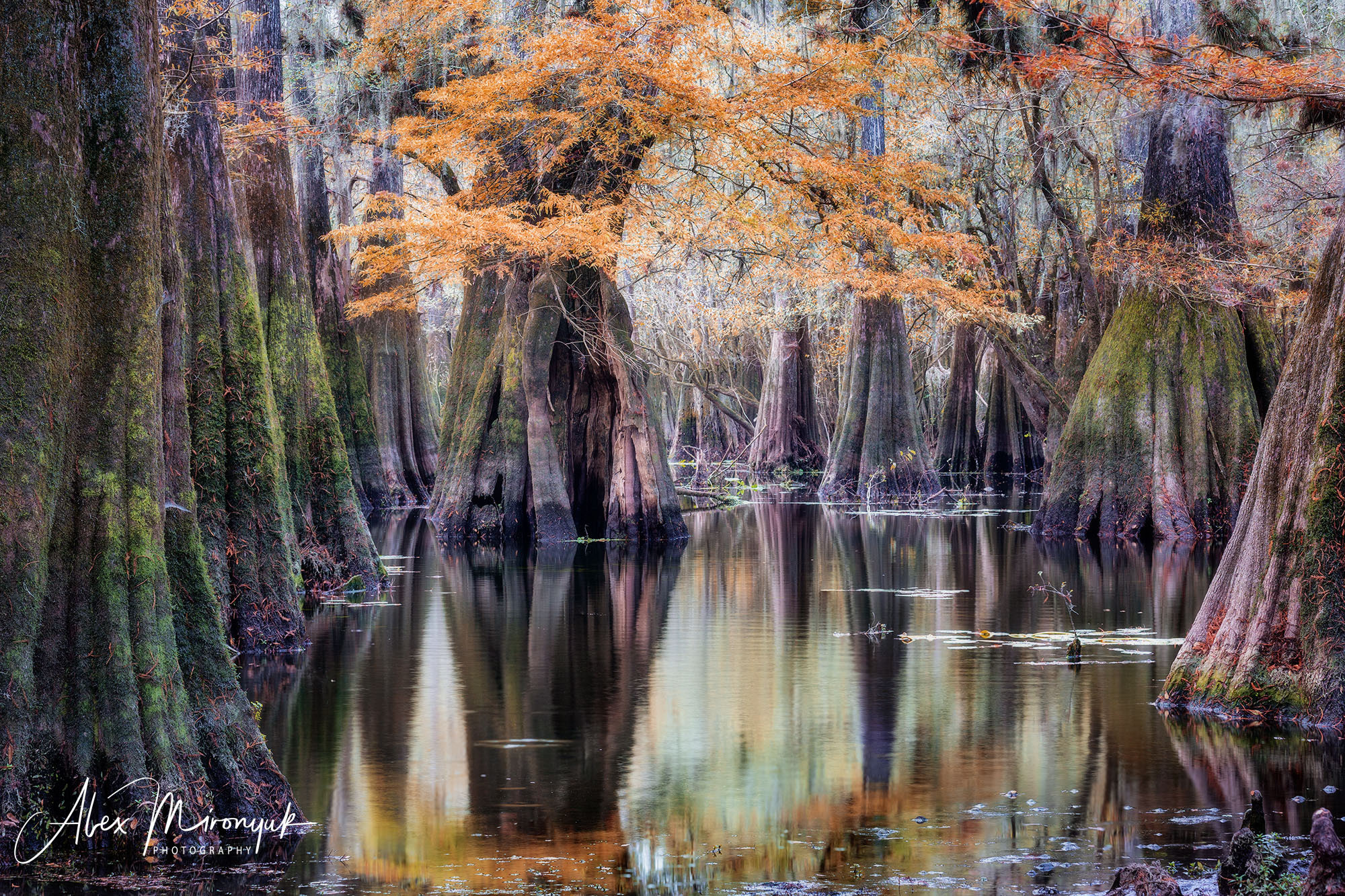 Cypresses, Springs and Birds. Pet, Senior, Landscape, portrait studio, photographer in Miami and Sou