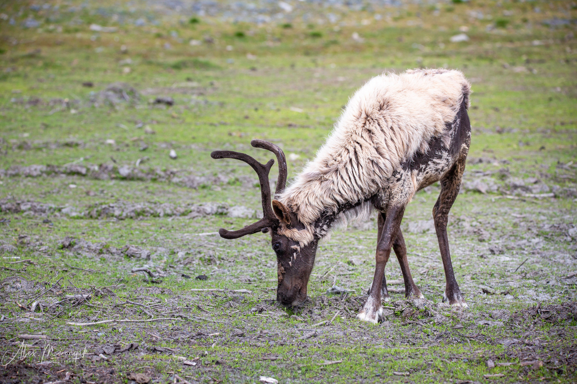 Best Of Alaska. Alex Mironyuk Photography