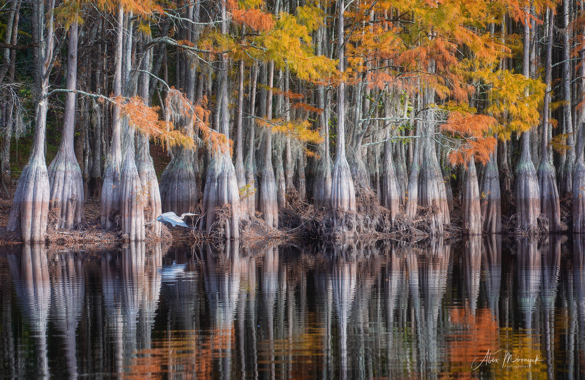 Cypress Swamps Adventure. Alex Mironyuk Photography