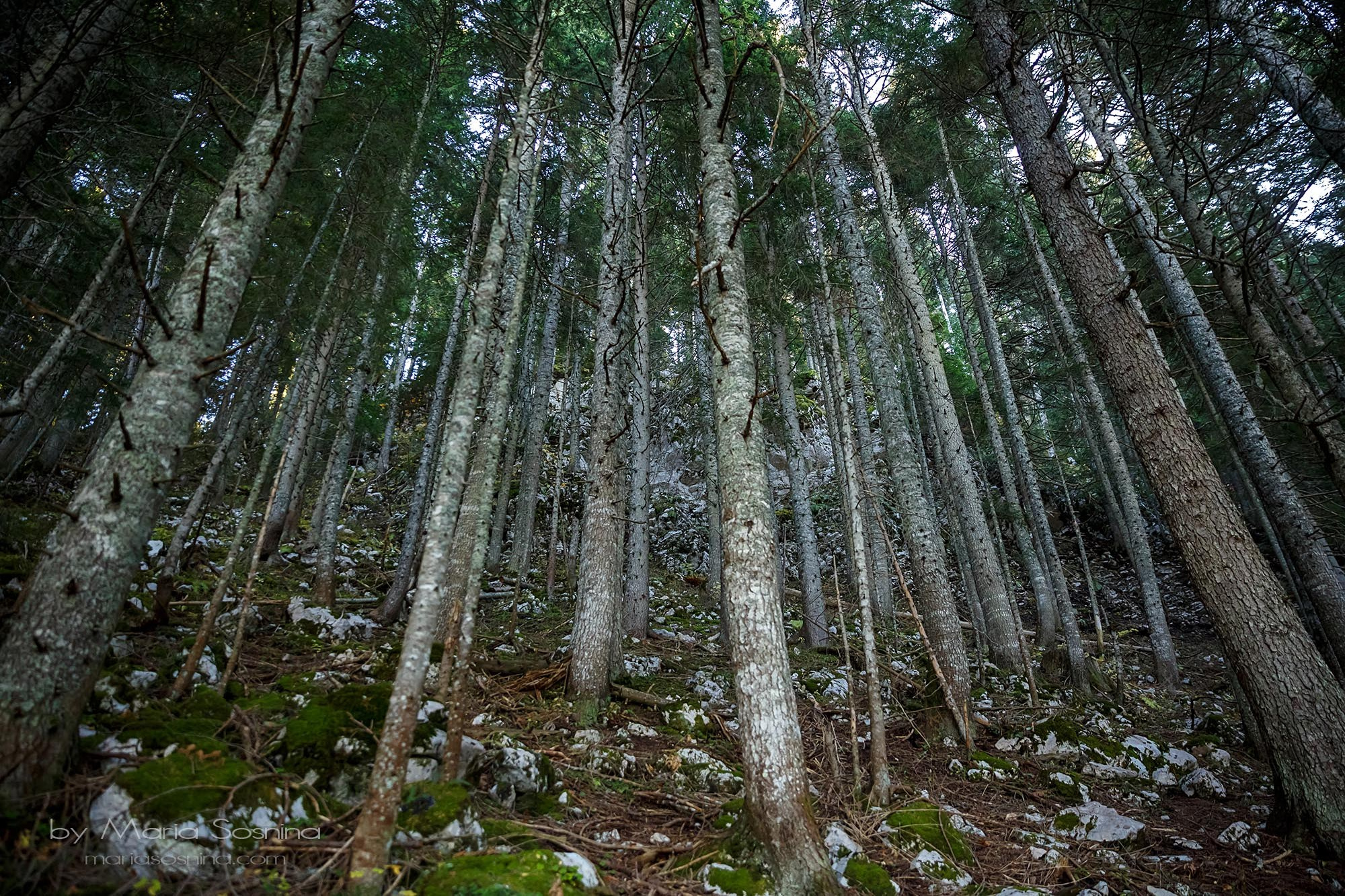 Nationale Parken van Montenegro: Verken Natuurlijke Schoonheid