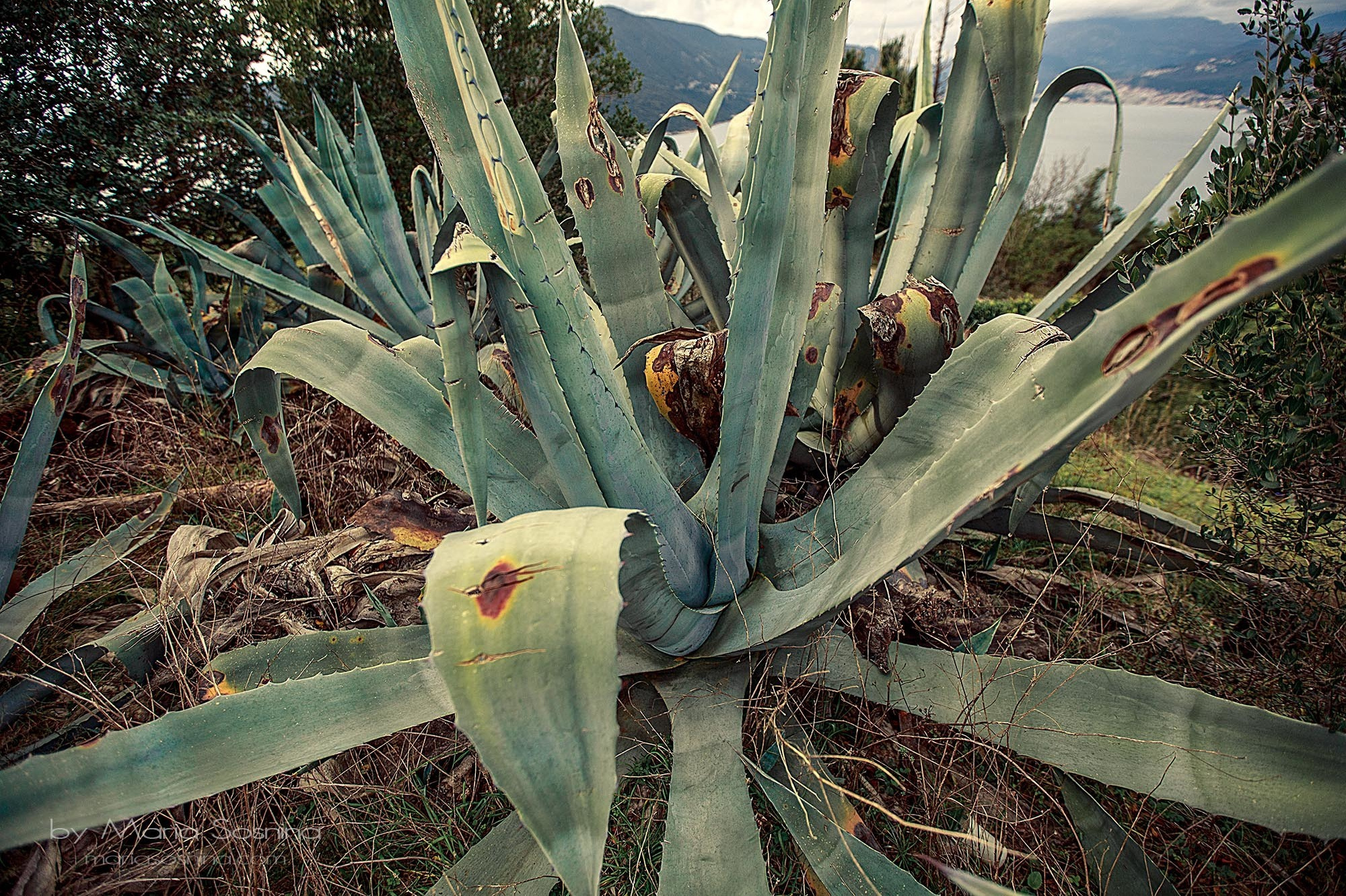 Militært fort på Lushtica-halvøya