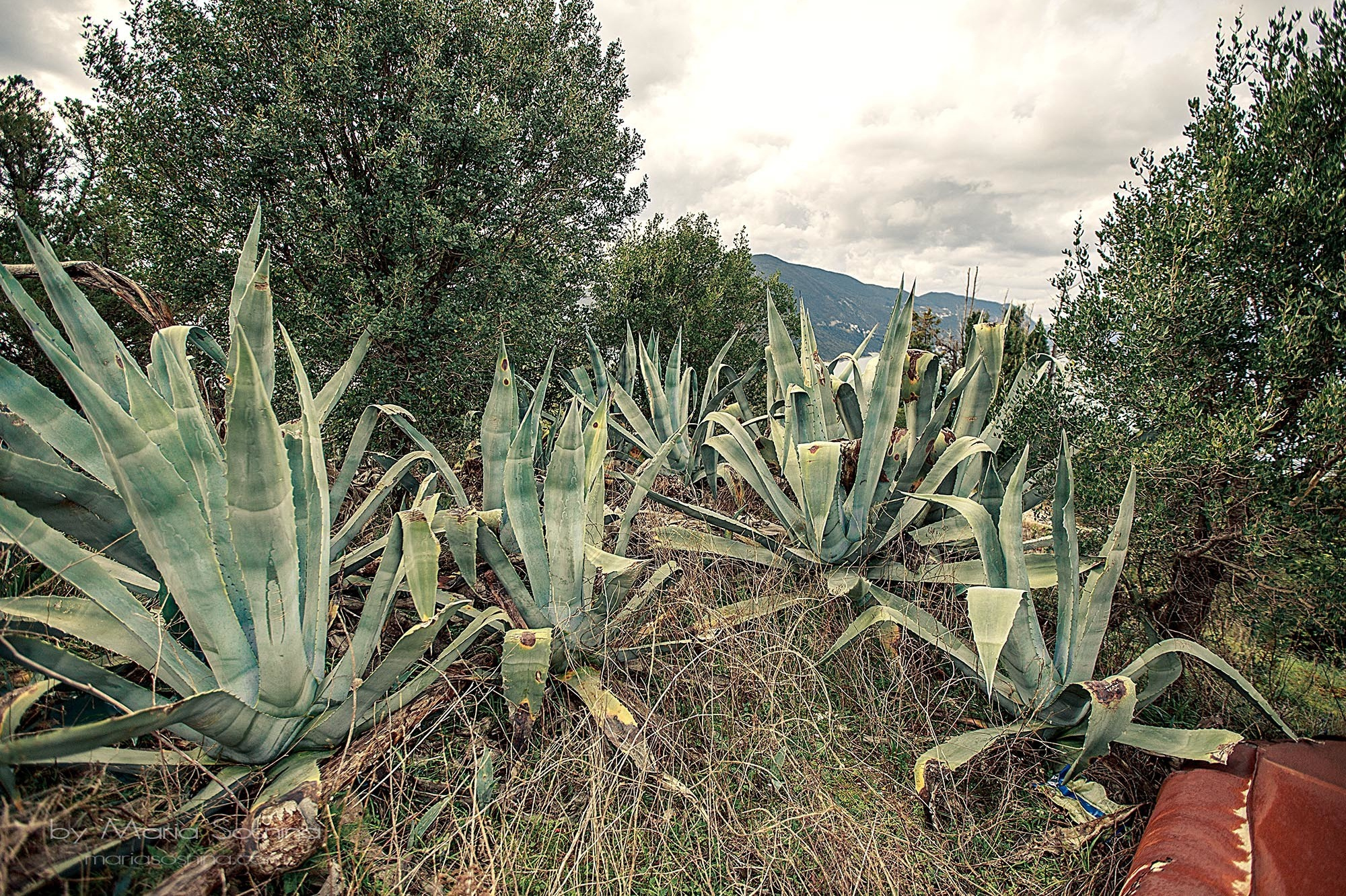 Militært fort på Lushtica-halvøya