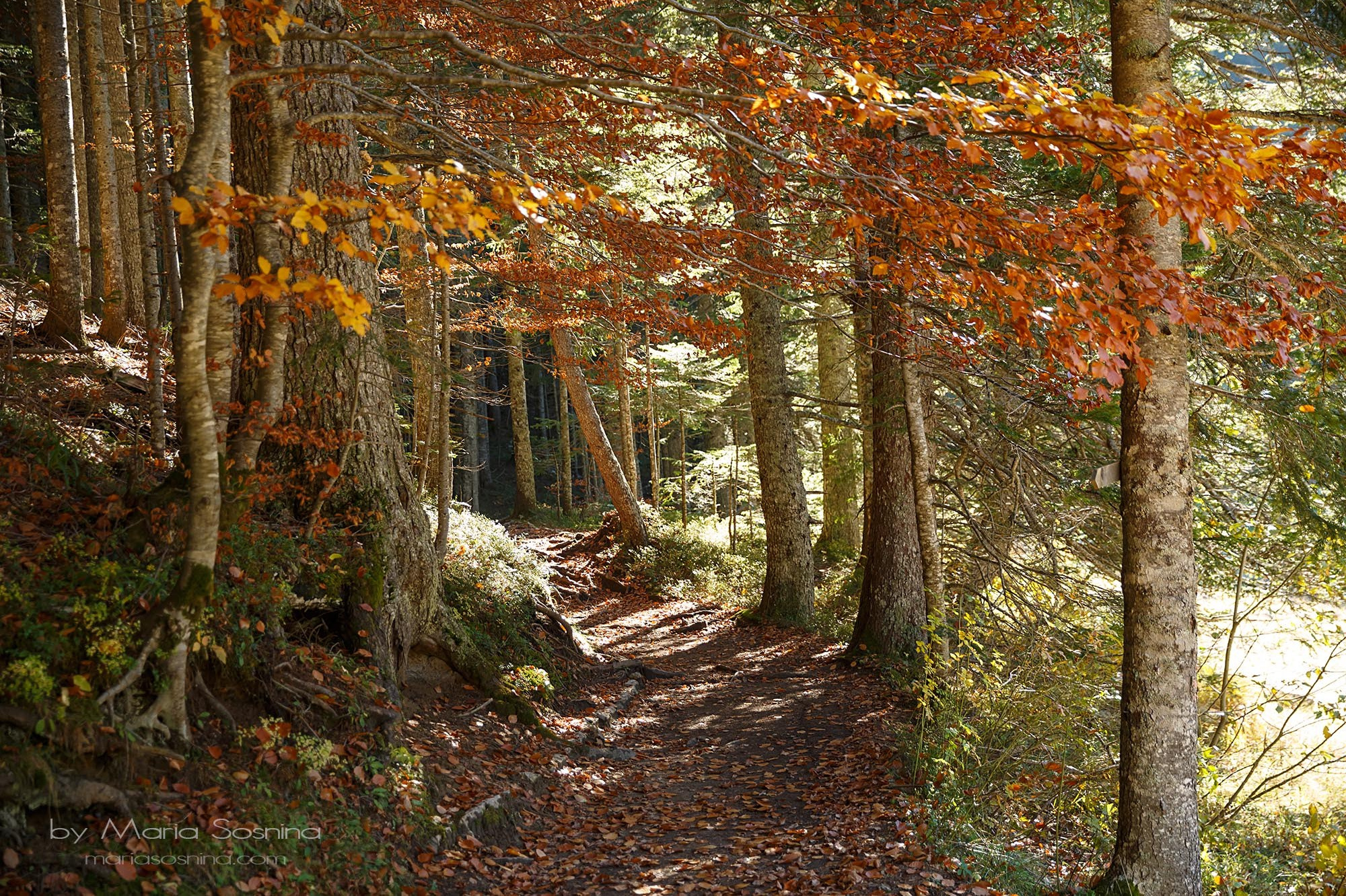 Nationale Parken van Montenegro: Verken Natuurlijke Schoonheid