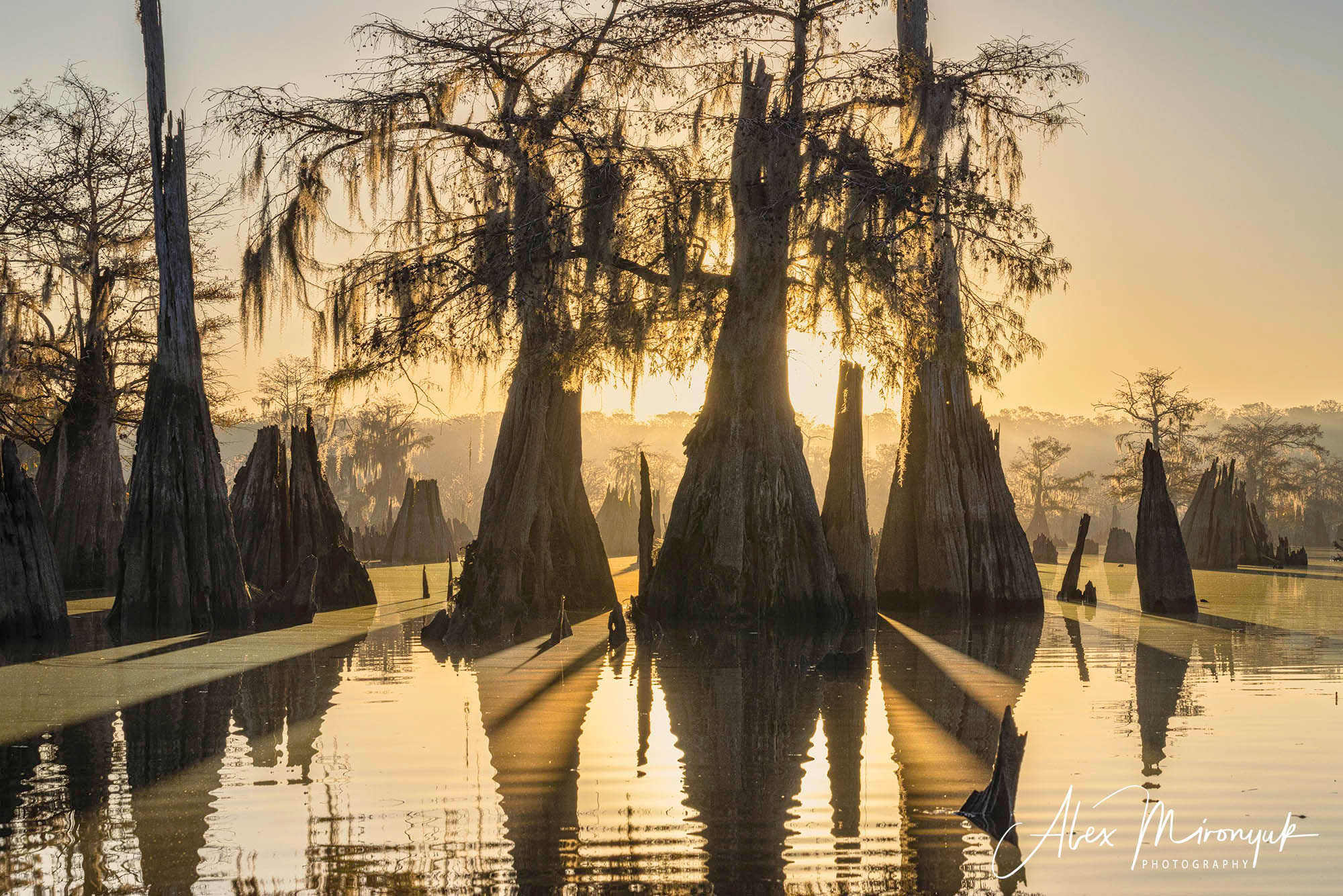 Cypress Fairy Tale. Pet, Senior, Landscape, portrait studio, photographer in Miami and Sou
