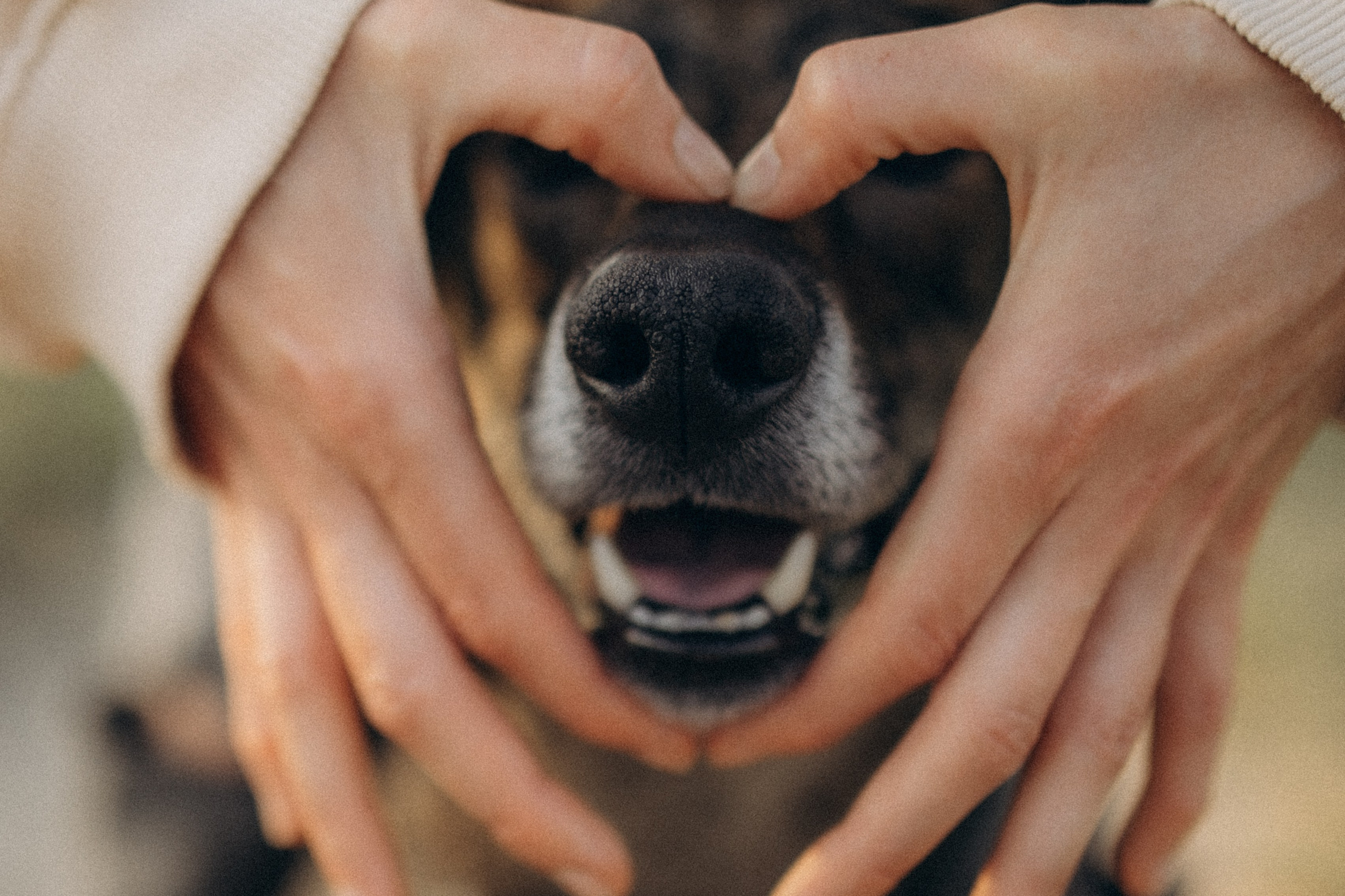 Бронювання. Фотограф-анімаліст Київ