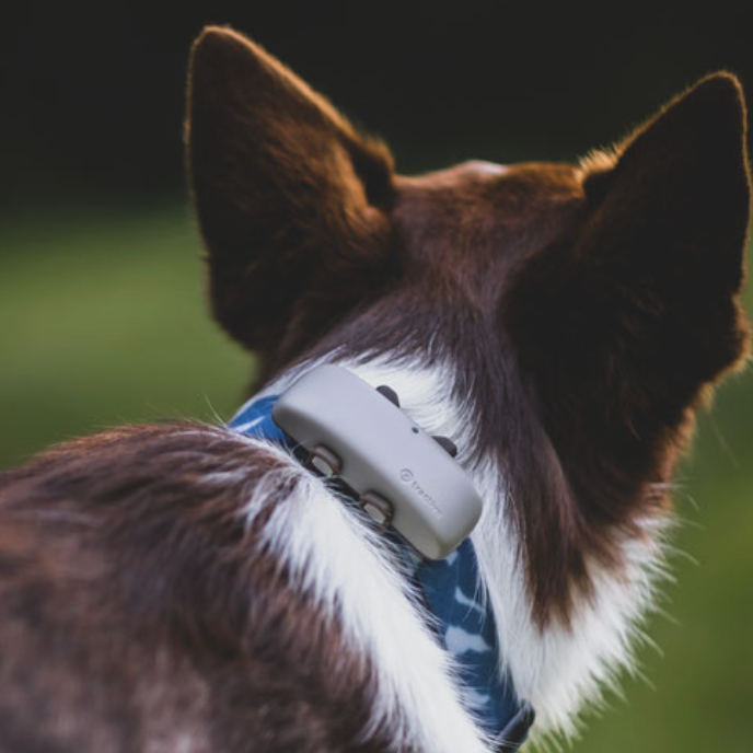 Подарунки. Фотограф-анімаліст Київ