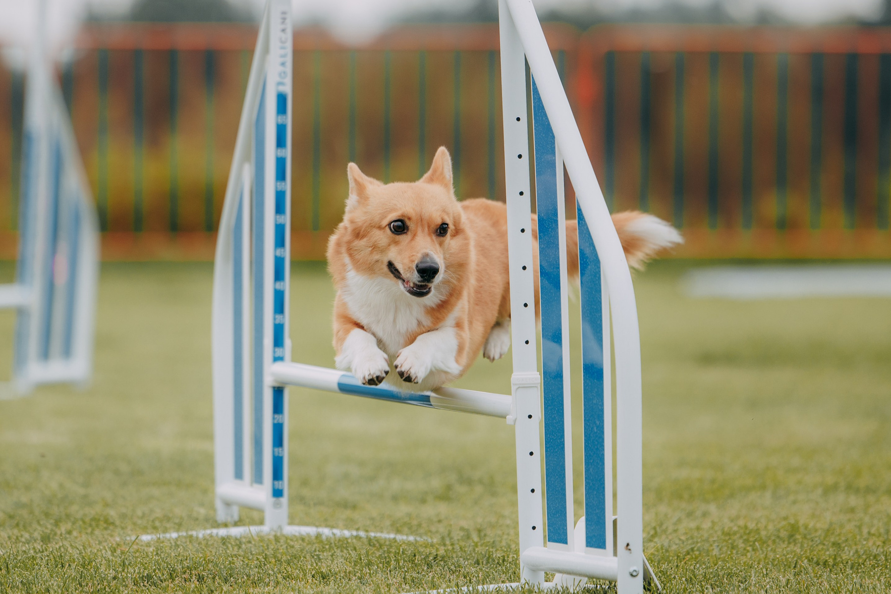 Зйомка з аджиліті. Фотограф-анімаліст Київ