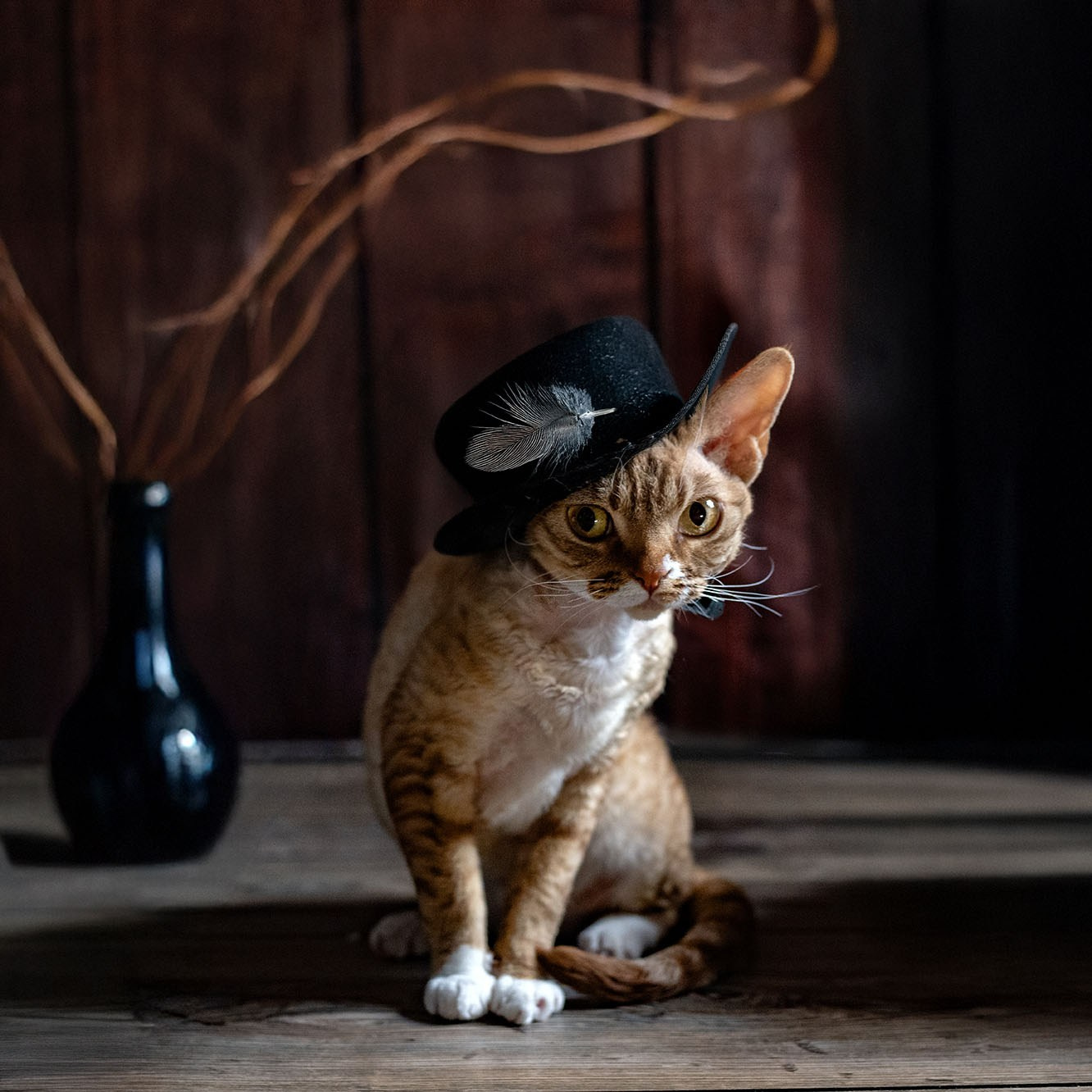 CONTACTS. Devon Rex Pixie Cattery