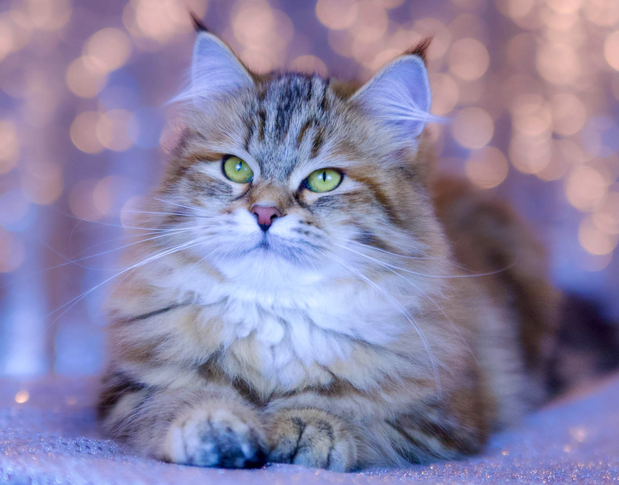 Calico Siberian queen nurturing her kitten in a cozy perch - gentle and attentive mother cat