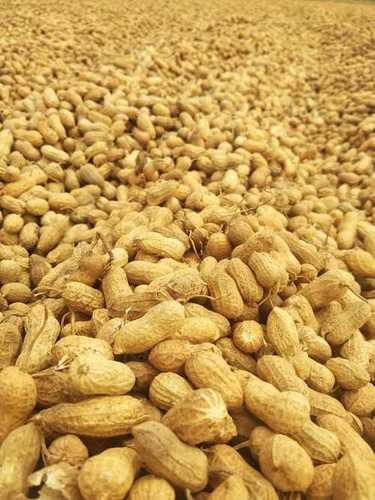 How Grow Peat Boosts Peanut Groundnut Growth in Continuous Cropping. Boost Plant Growth with Organic Fertilizers: Our Effective Solution