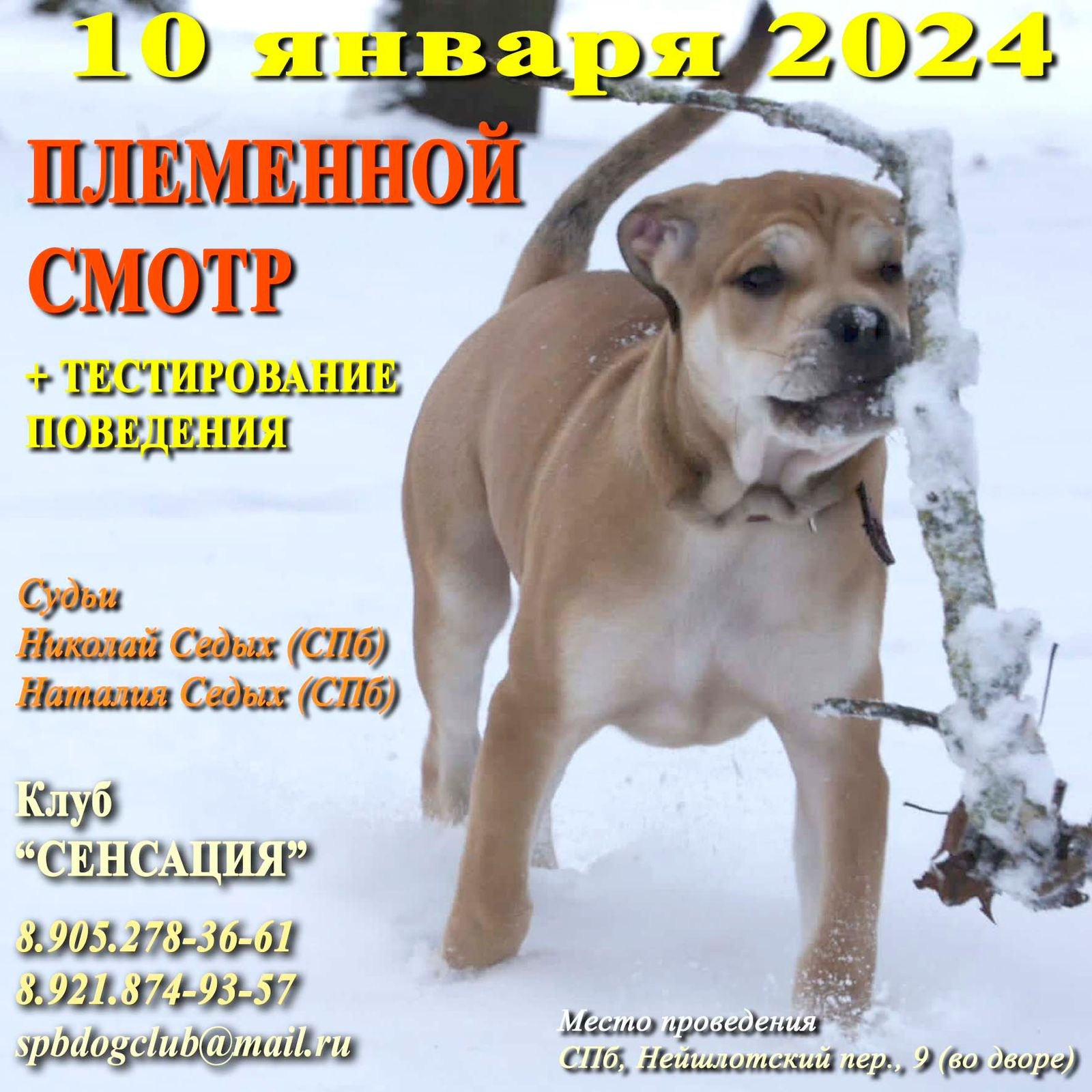 Племенные смотры. Кинологический клуб РКФ РФСС СЕНСАЦИЯ