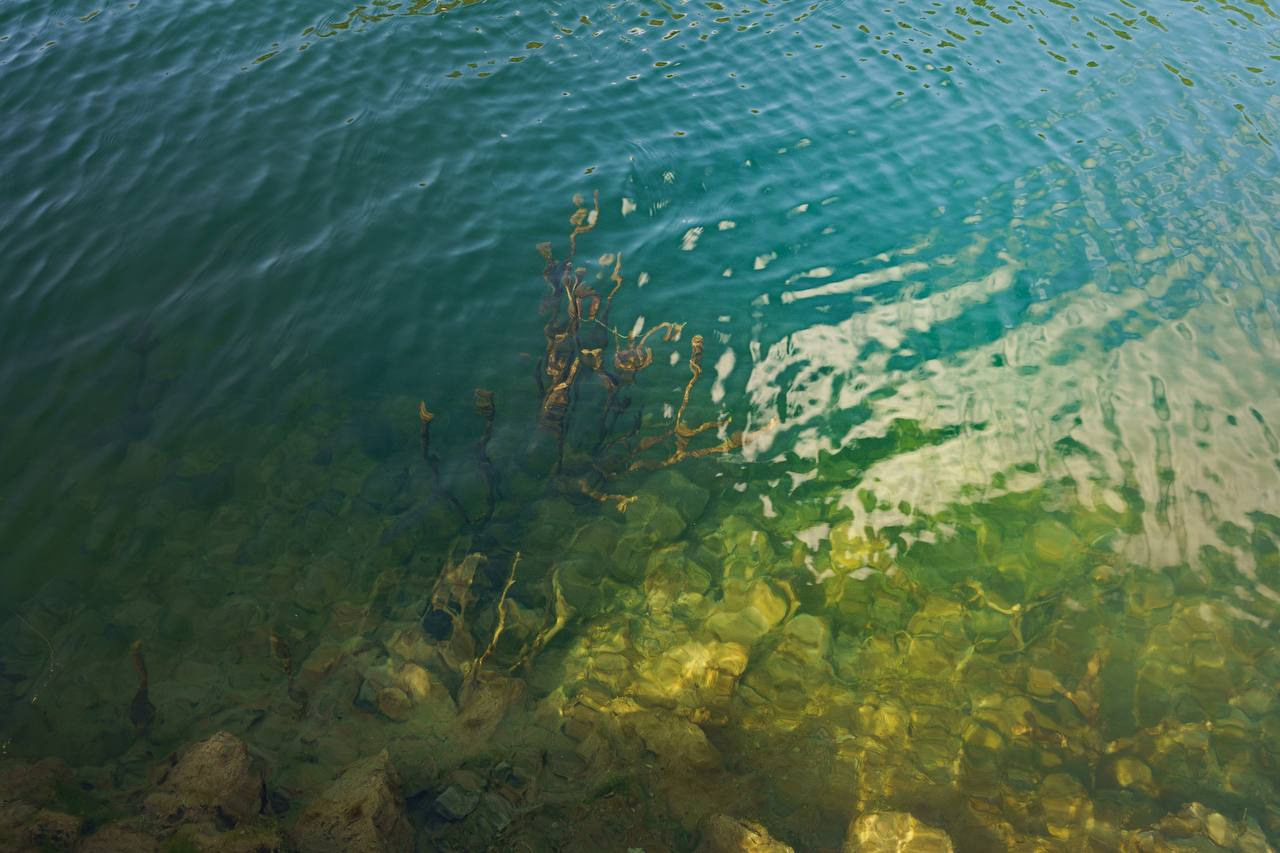 If I would be a landscape (2023-ongoing). Ant | photo