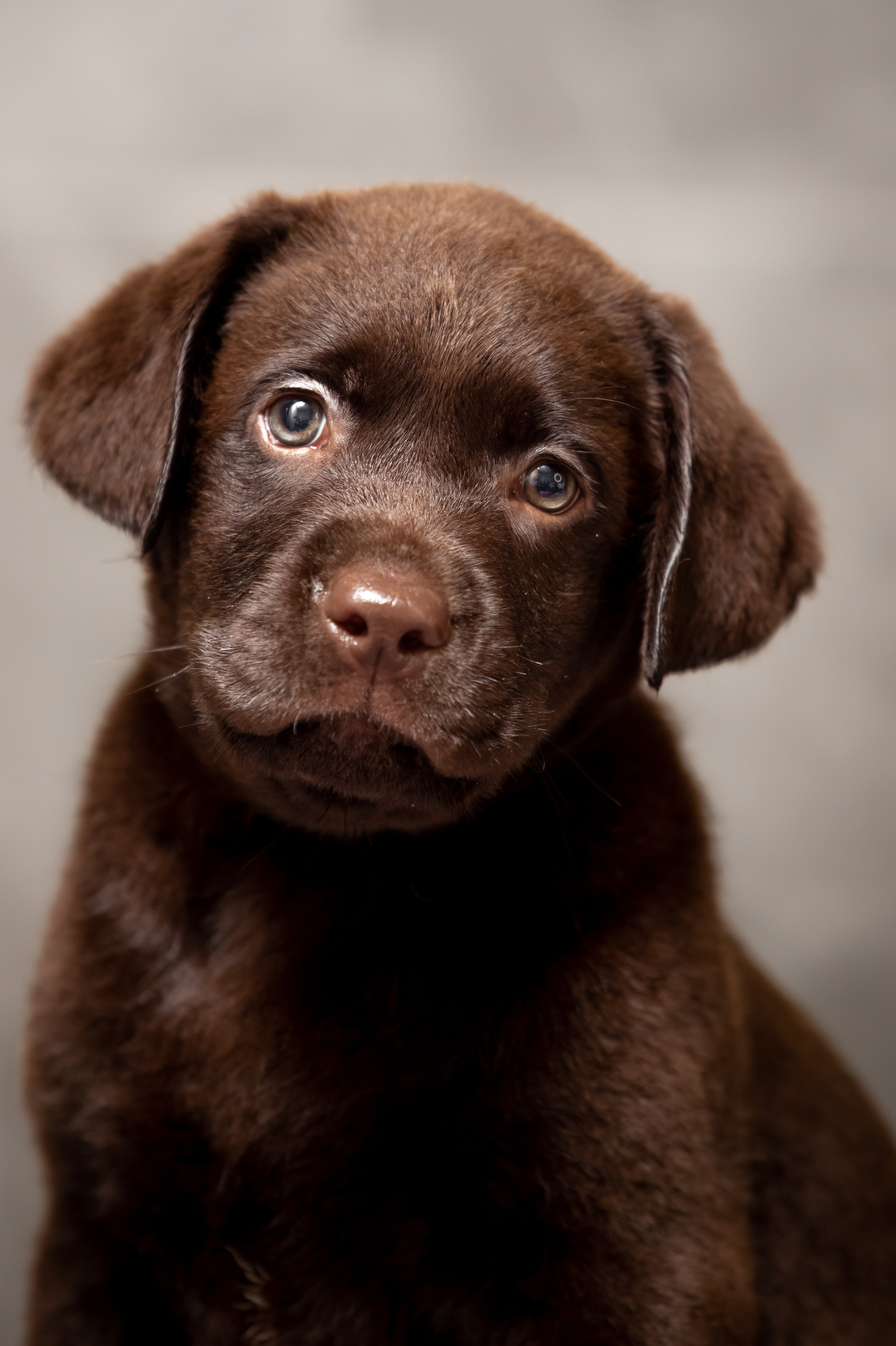 Цуценята шоколадного лабрадора. Цуценята лабрадор ретривера, Дніпро, Україна