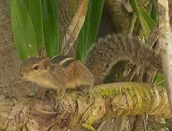 Шри-Ланка — Мальдивы. Mannequins, design, decoration, handmade, photographe…