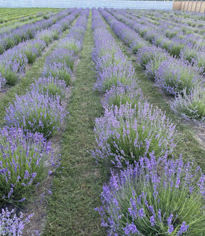 Локації з лавандою у Київські області. Family photographer in Kiev Natalia Shkavron