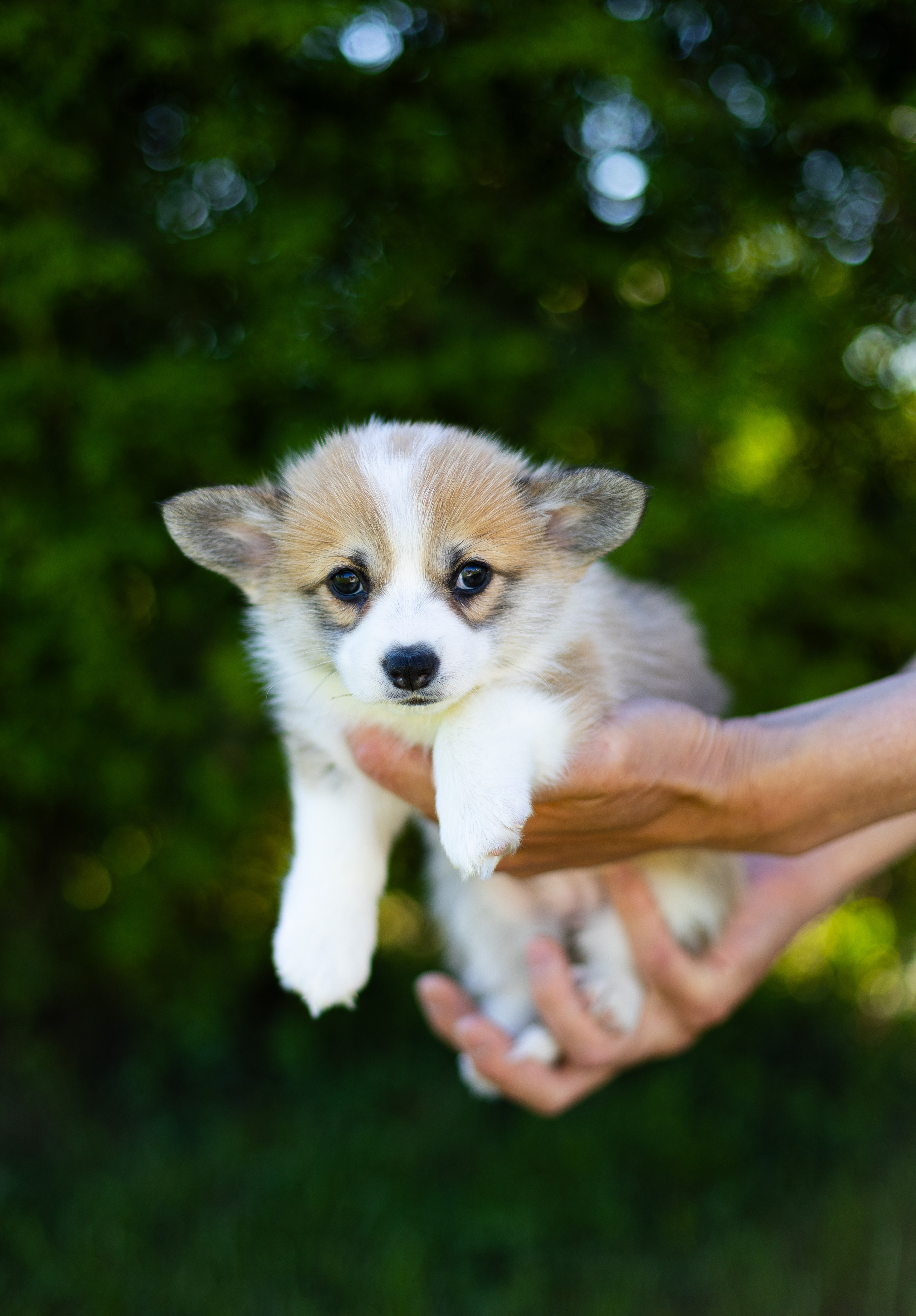 Pennut / puppies. Nordsunfower