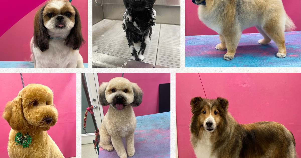 Doggie Stylz | Port Orange FL