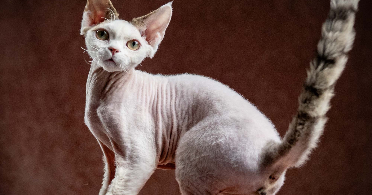 Oscar, boy, born 04.15.2025. Devon Rex Pixie Cattery