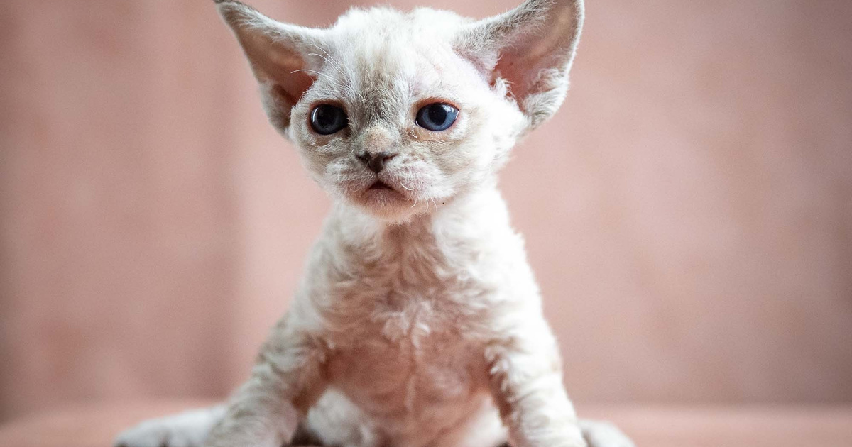 Nessa, girl, born 01.17.26. Devon Rex Pixie Cattery