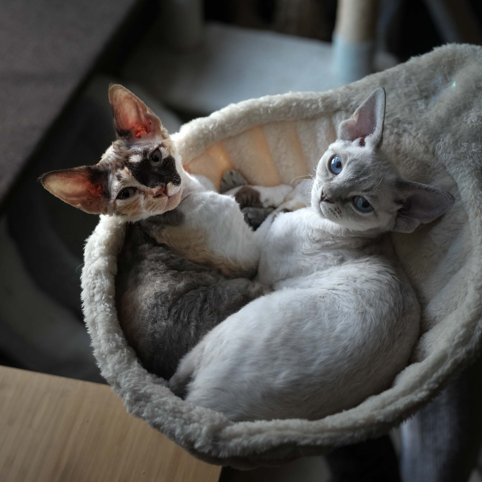 Adopting a kitten. Devon Rex Pixie Cattery