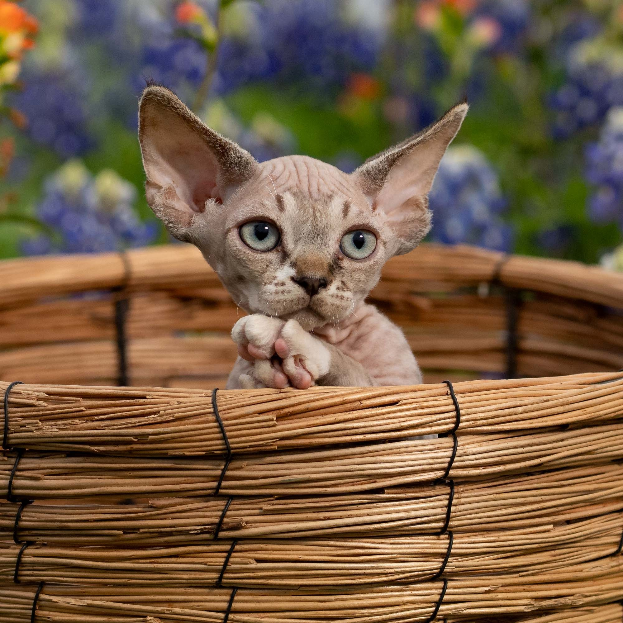 KITTENS. Devon Rex Pixie Cattery