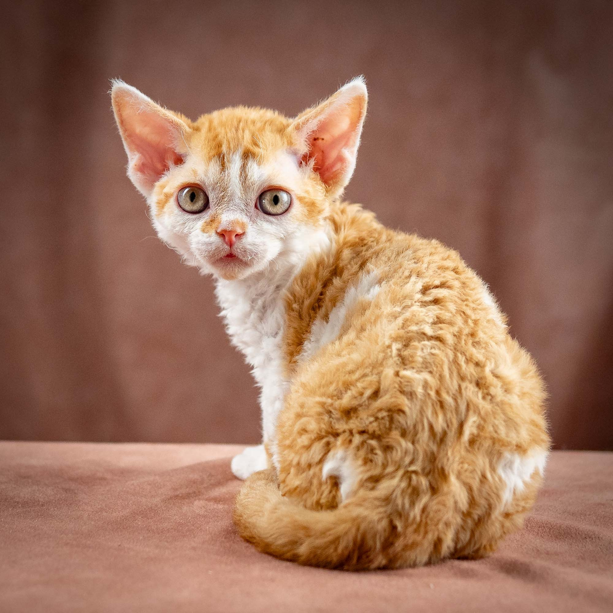 KITTENS. Devon Rex Pixie Cattery
