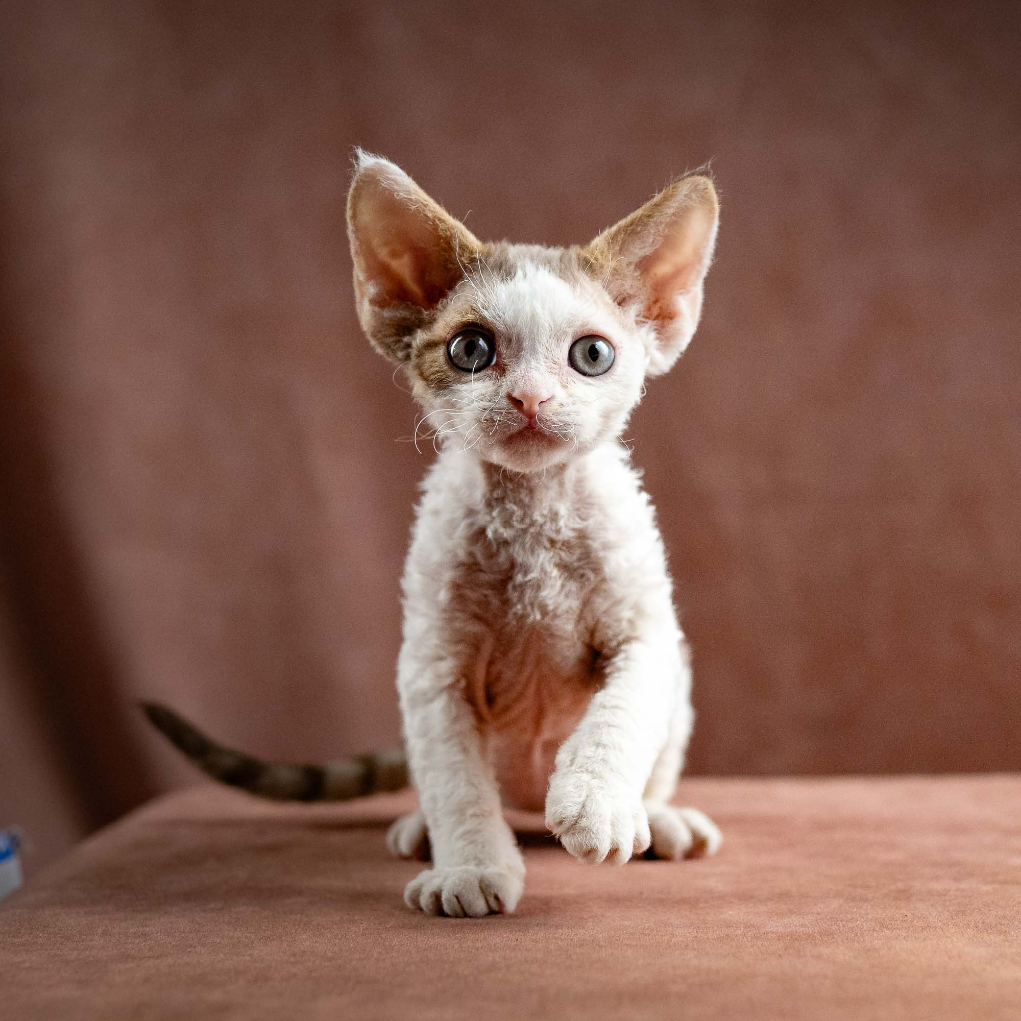 Hector, boy, born 04.20.25. Devon Rex Pixie Cattery