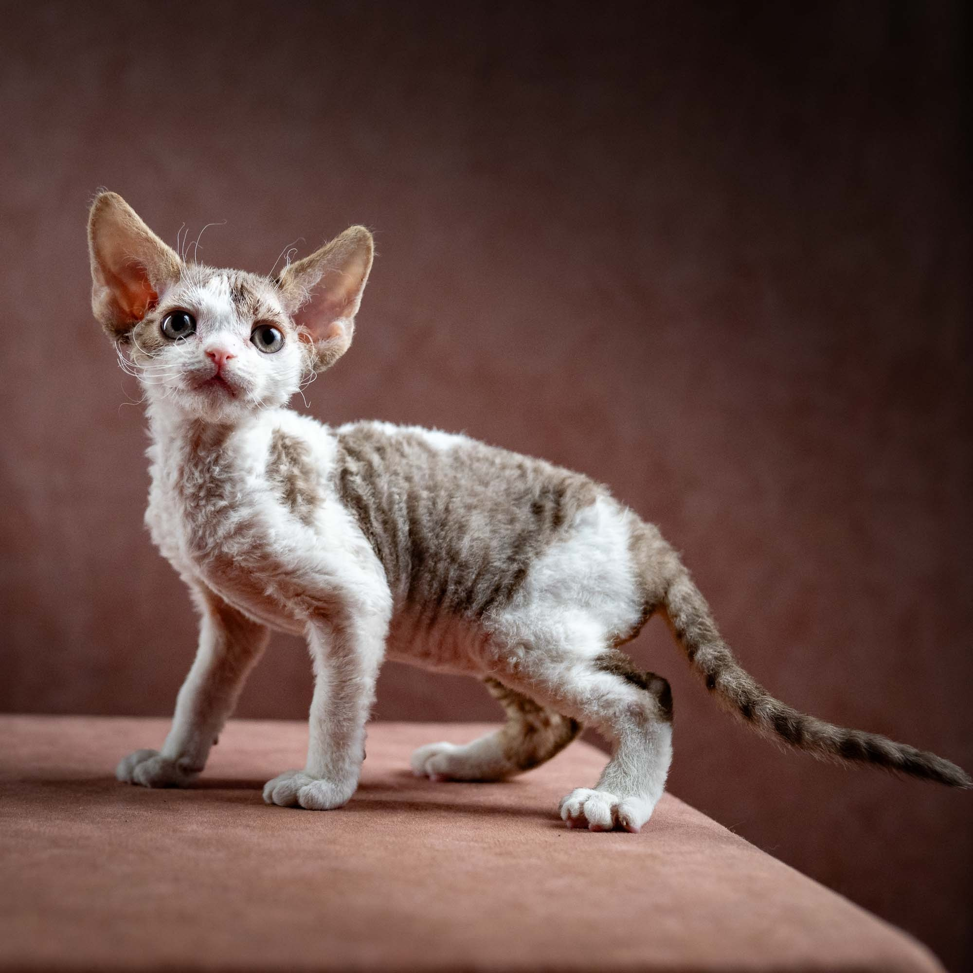 KITTENS. Devon Rex Pixie Cattery