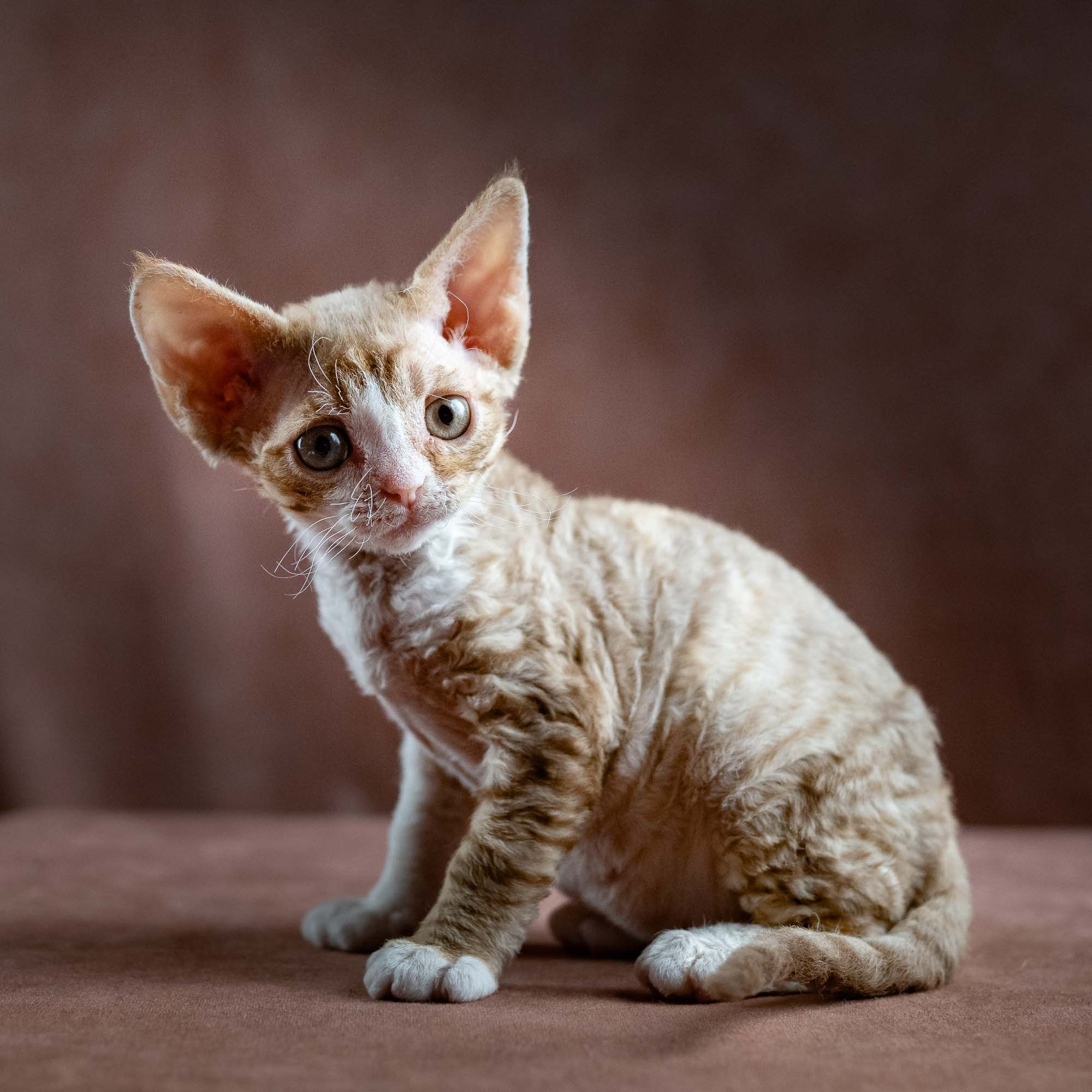 KITTENS. Devon Rex Pixie Cattery