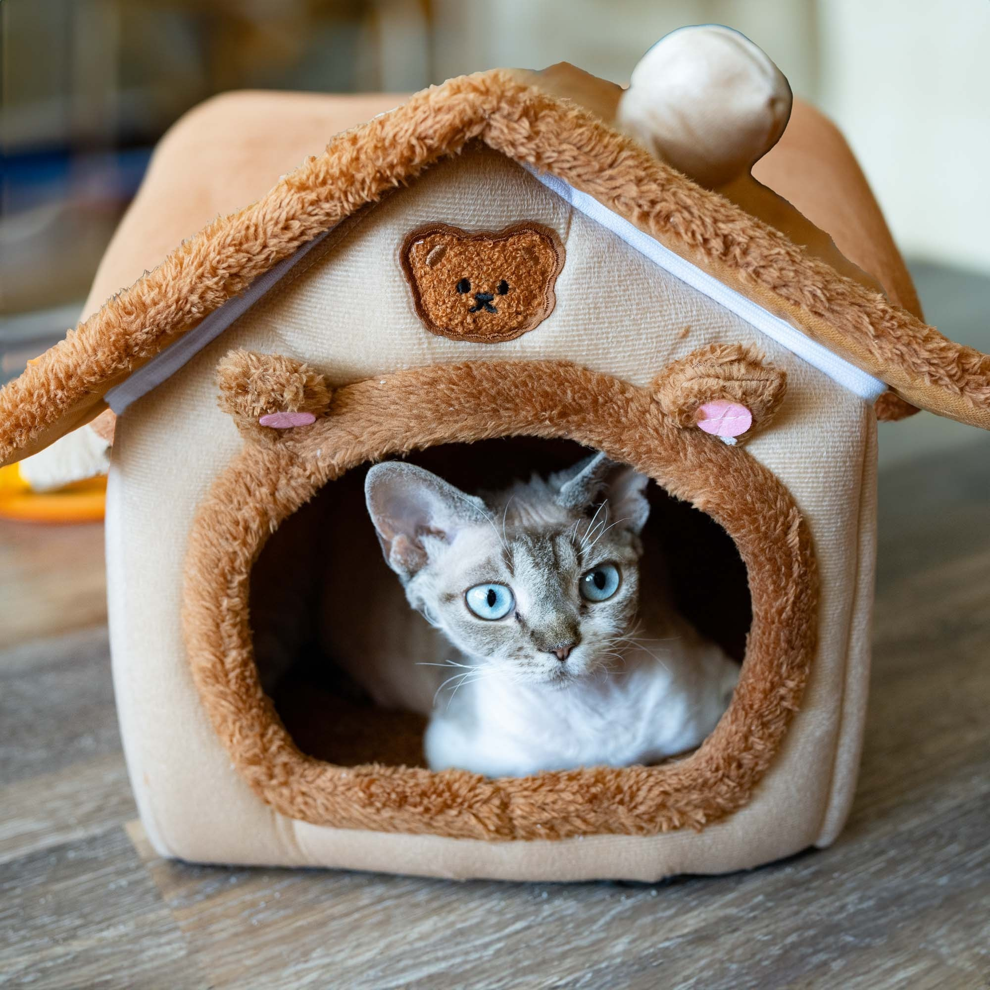 Adopting a kitten. Devon Rex Pixie Cattery