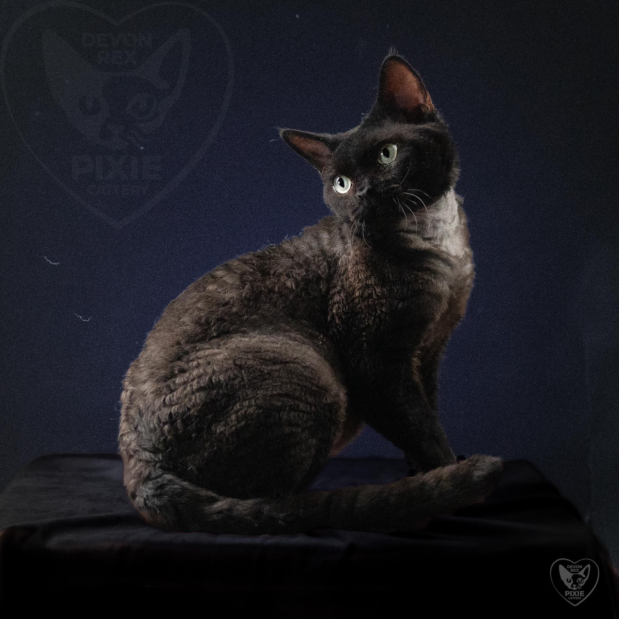 OUR KINGS and QUEENS. Devon Rex Pixie Cattery