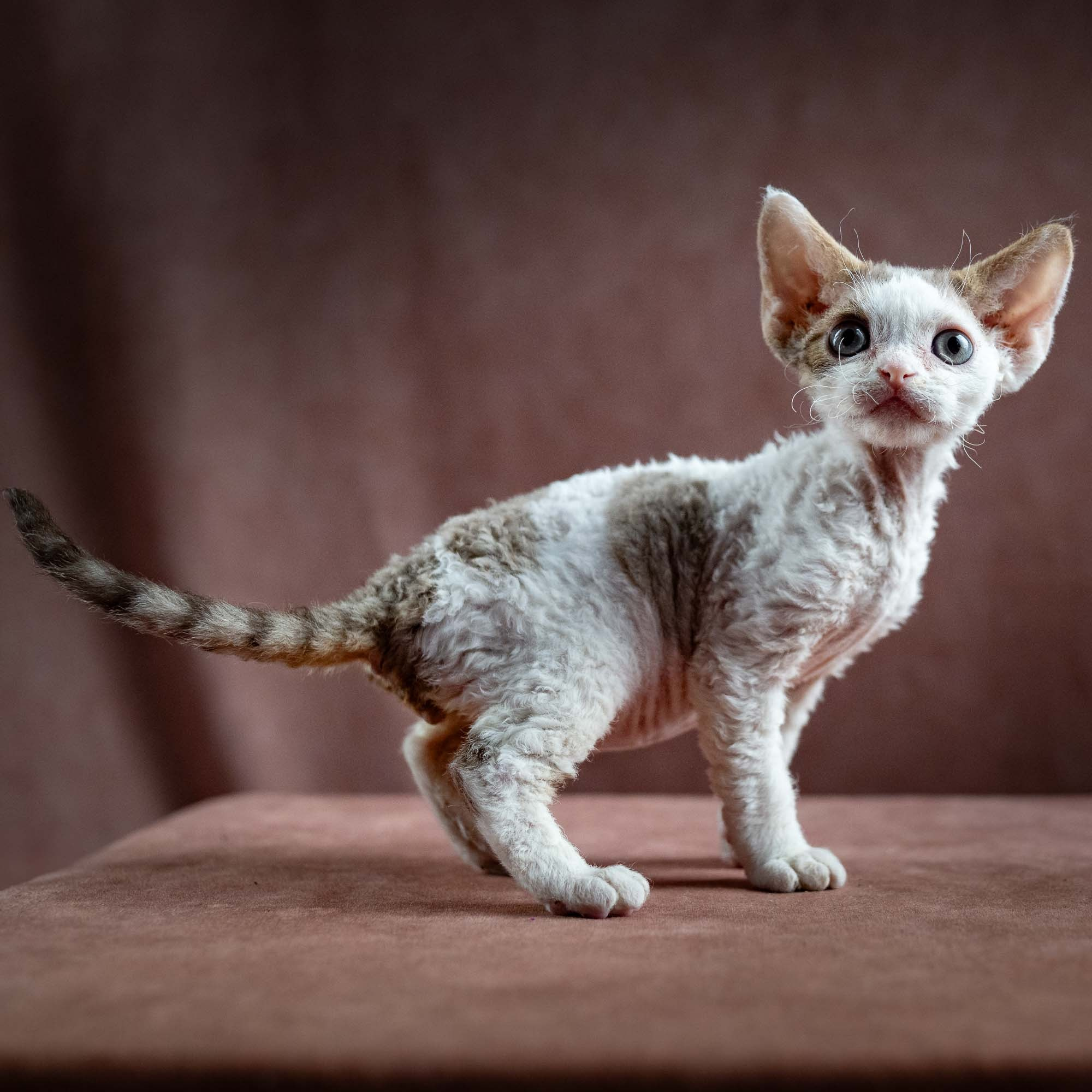 KITTENS. Devon Rex Pixie Cattery