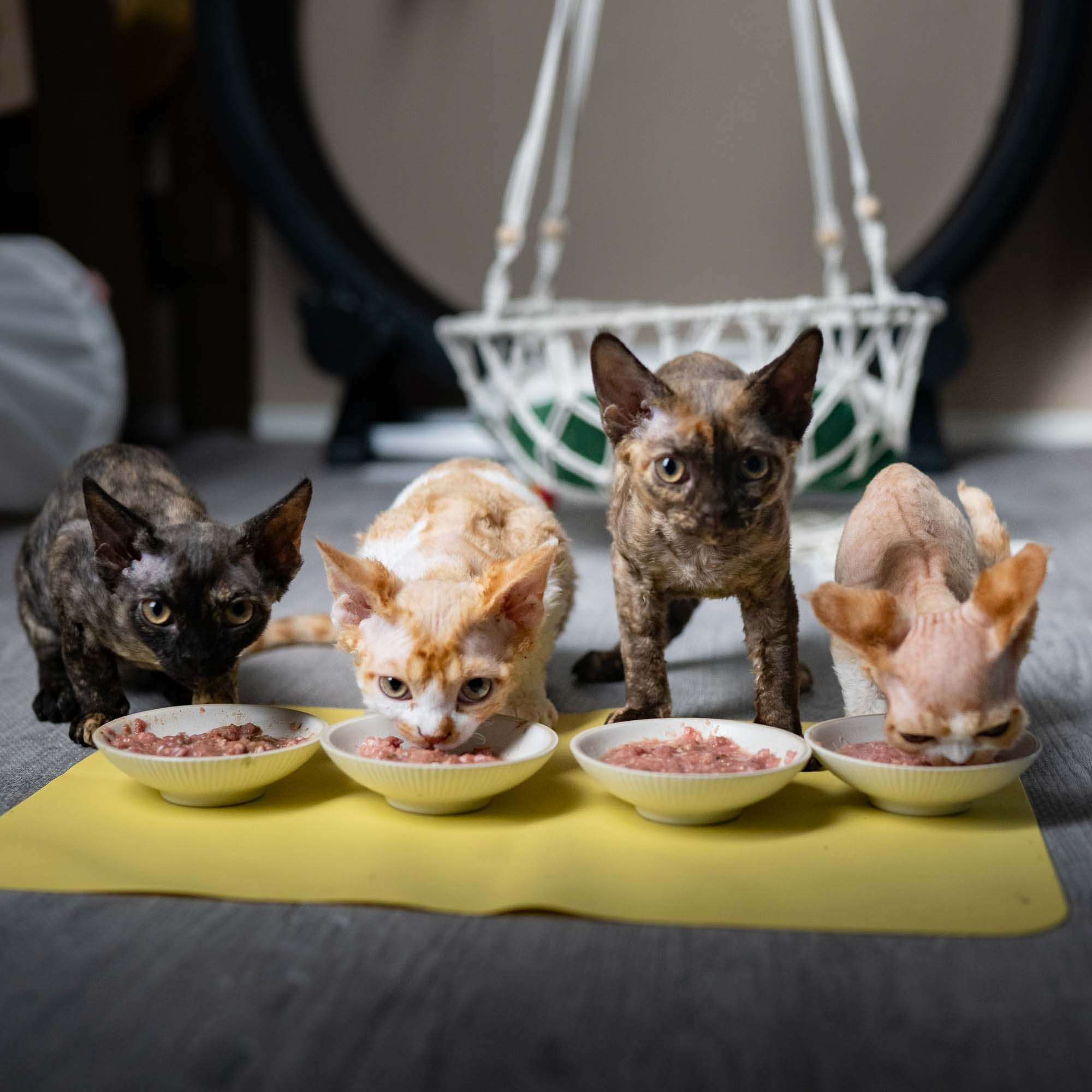 FAQ. Devon Rex Pixie Cattery