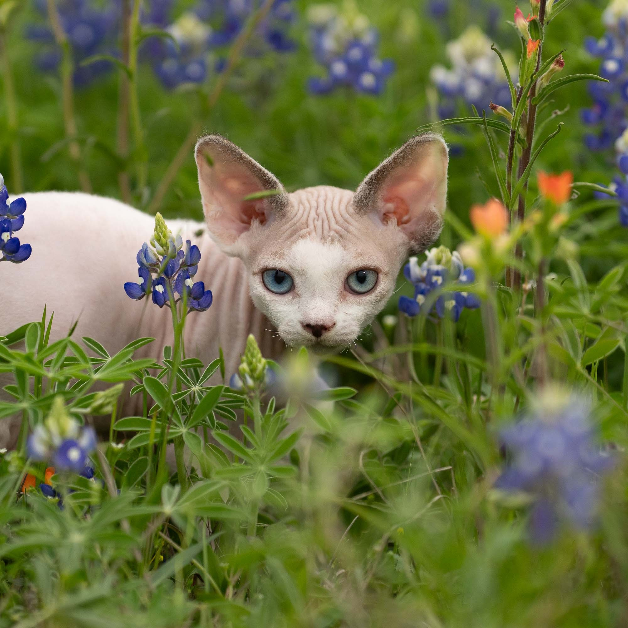 KITTENS. Devon Rex Pixie Cattery