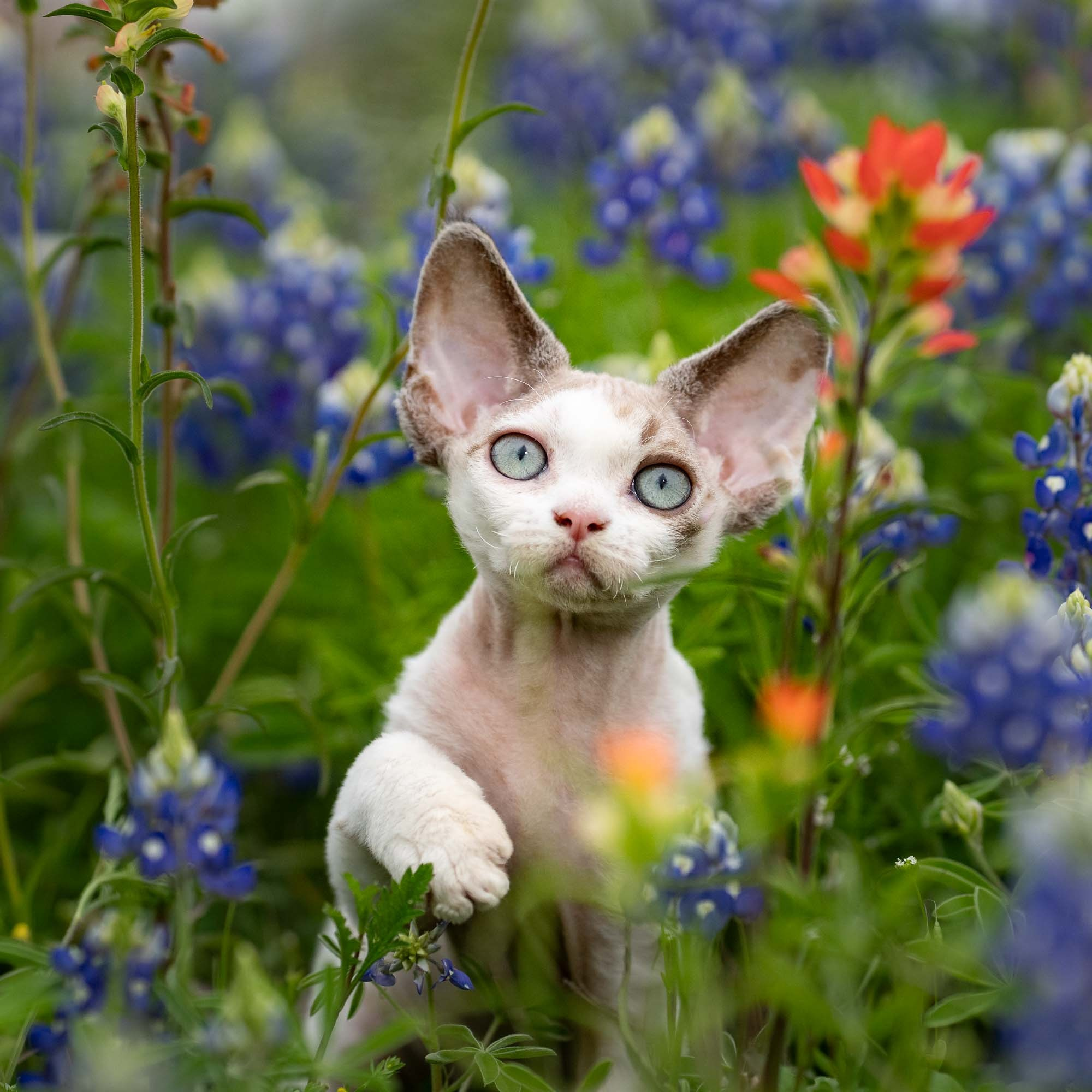 KITTENS. Devon Rex Pixie Cattery
