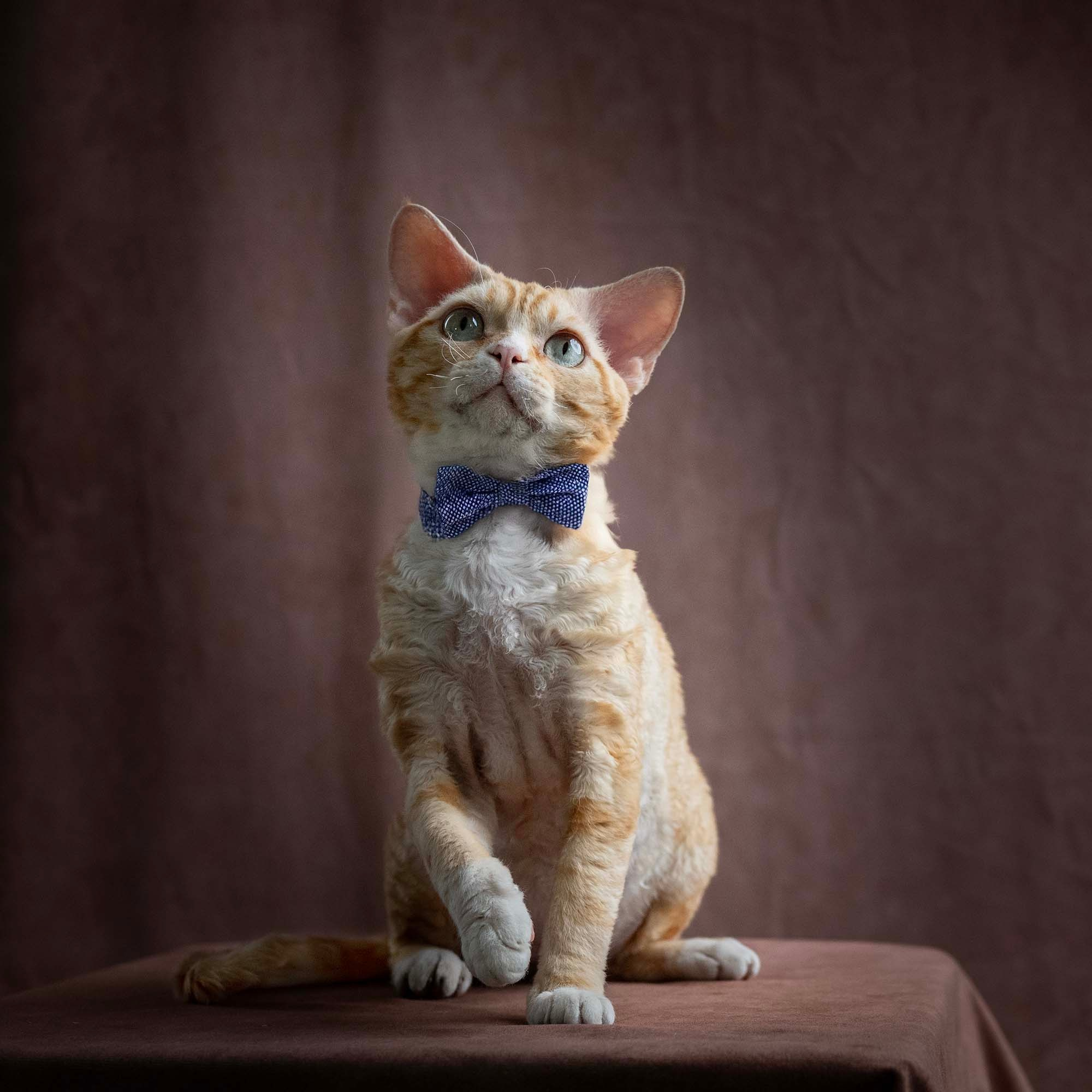 OUR KINGS and QUEENS. Devon Rex Pixie Cattery