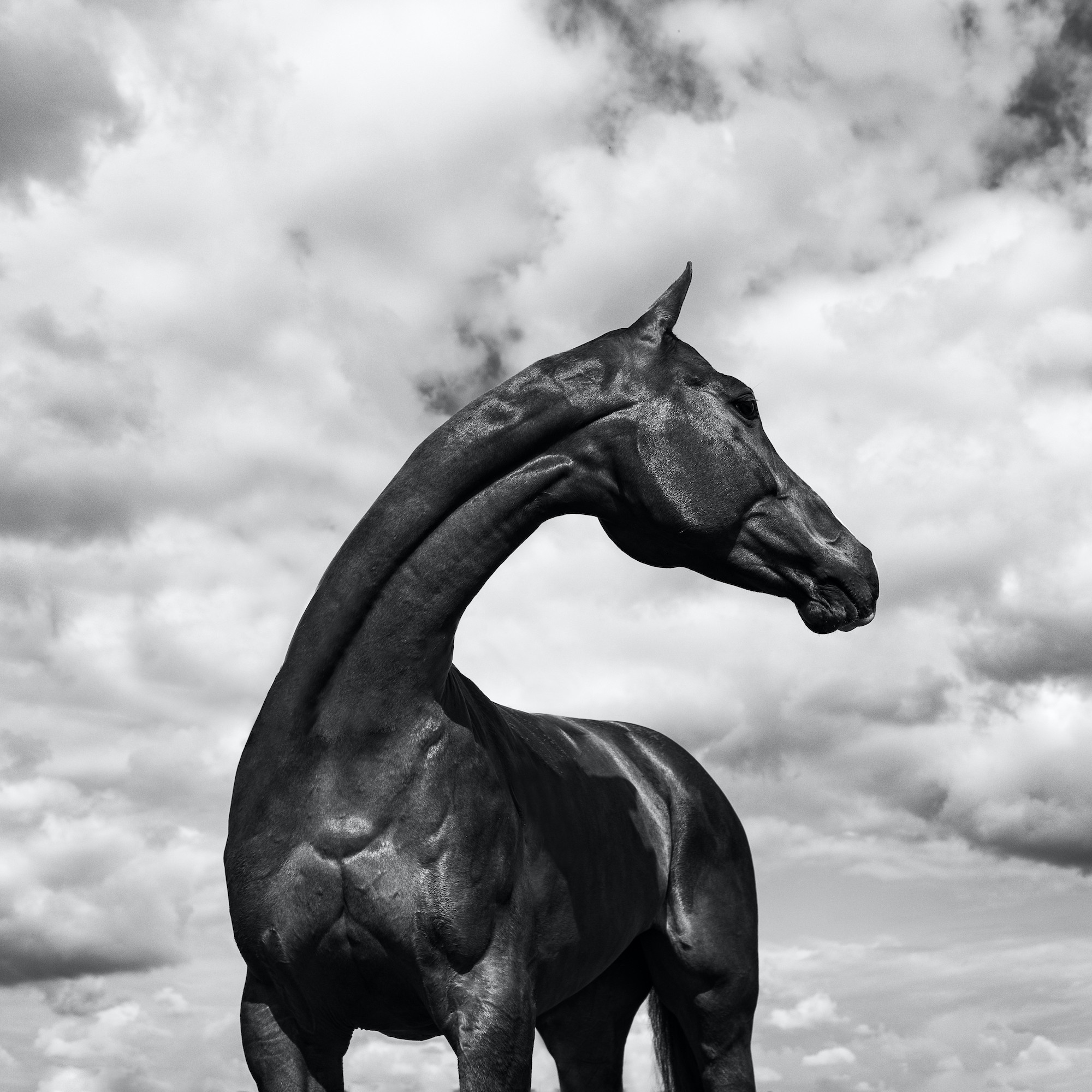Polo Pony by Eva Jakovle, a Fine Art horse photographer based in Chantilly, France.